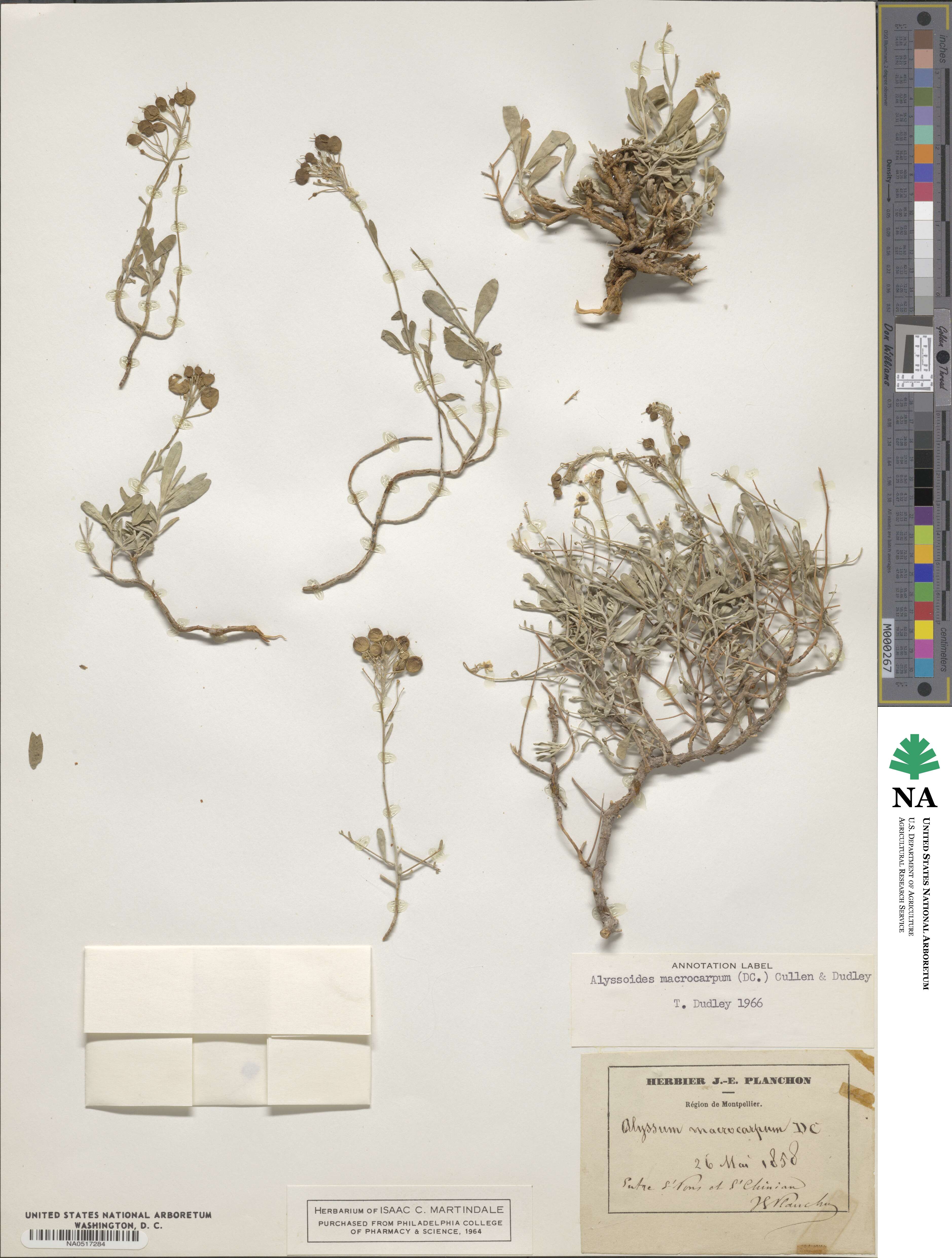 Fibigia macrocarpa image