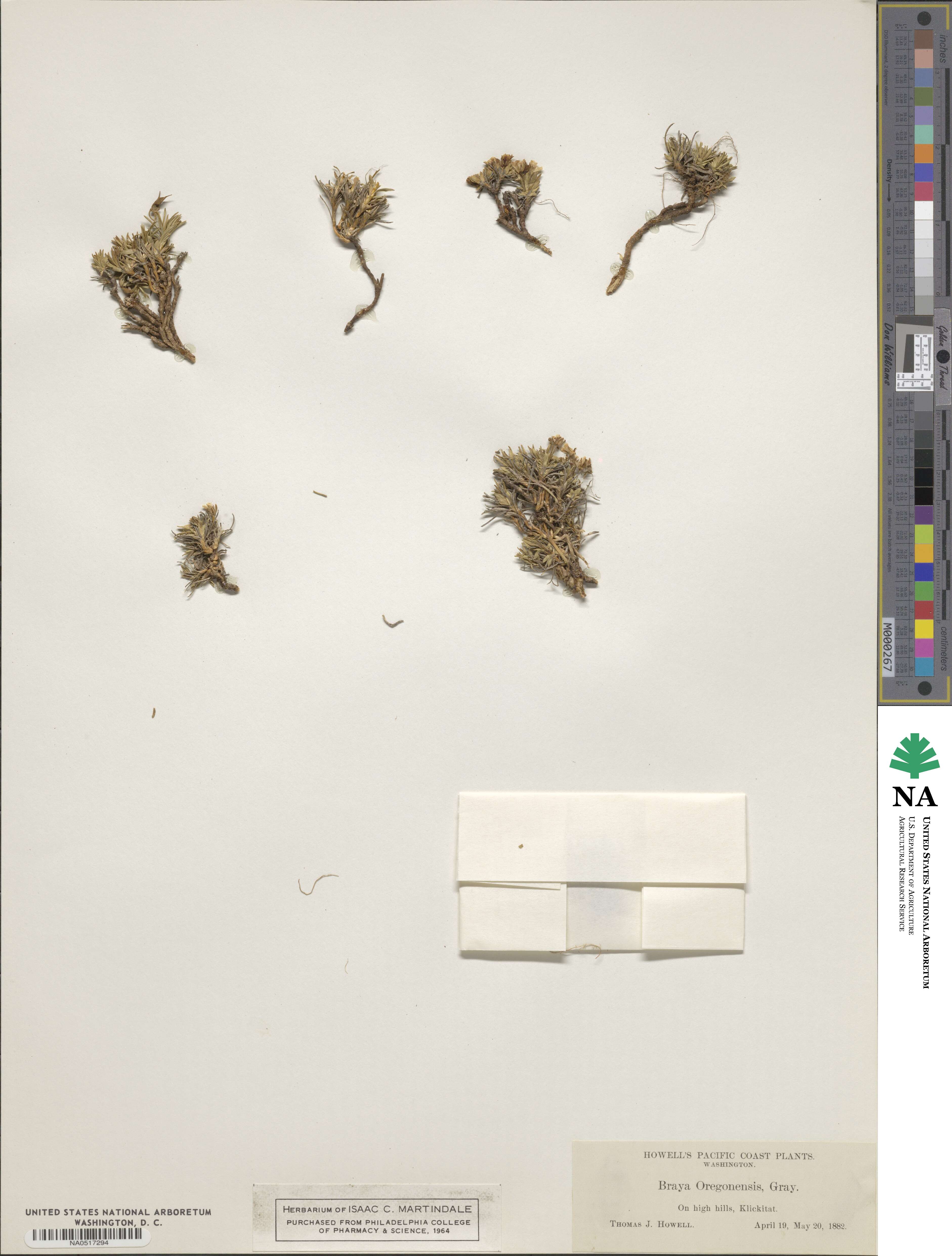 Cusickiella douglasii image
