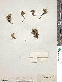 Cusickiella douglasii image
