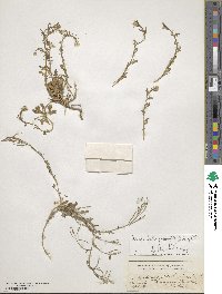 Murbeckiella pinnatifida image
