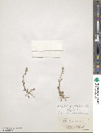 Murbeckiella pinnatifida image