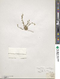 Murbeckiella pinnatifida image