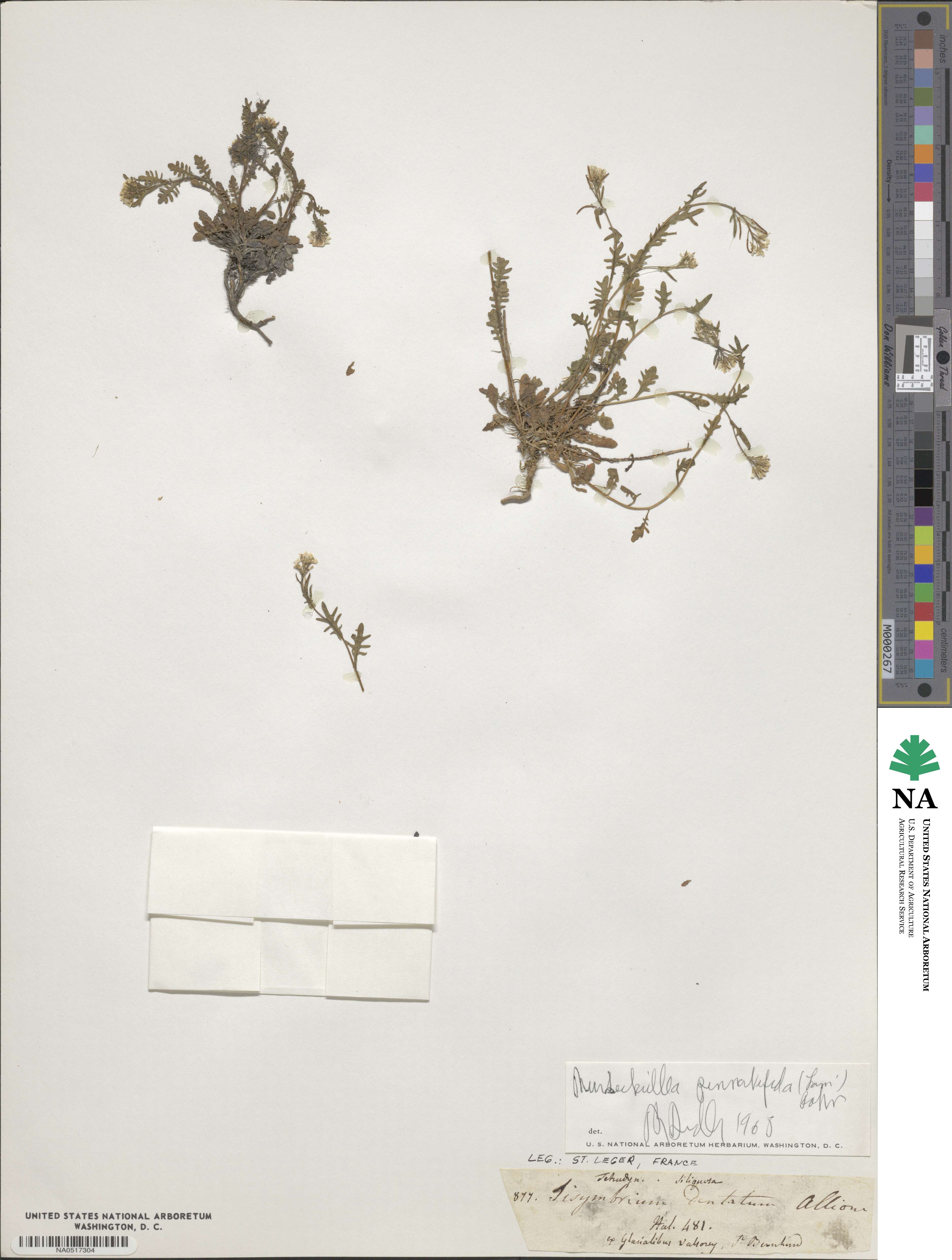 Murbeckiella pinnatifida image