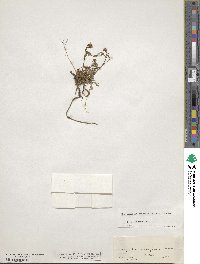 Murbeckiella pinnatifida image
