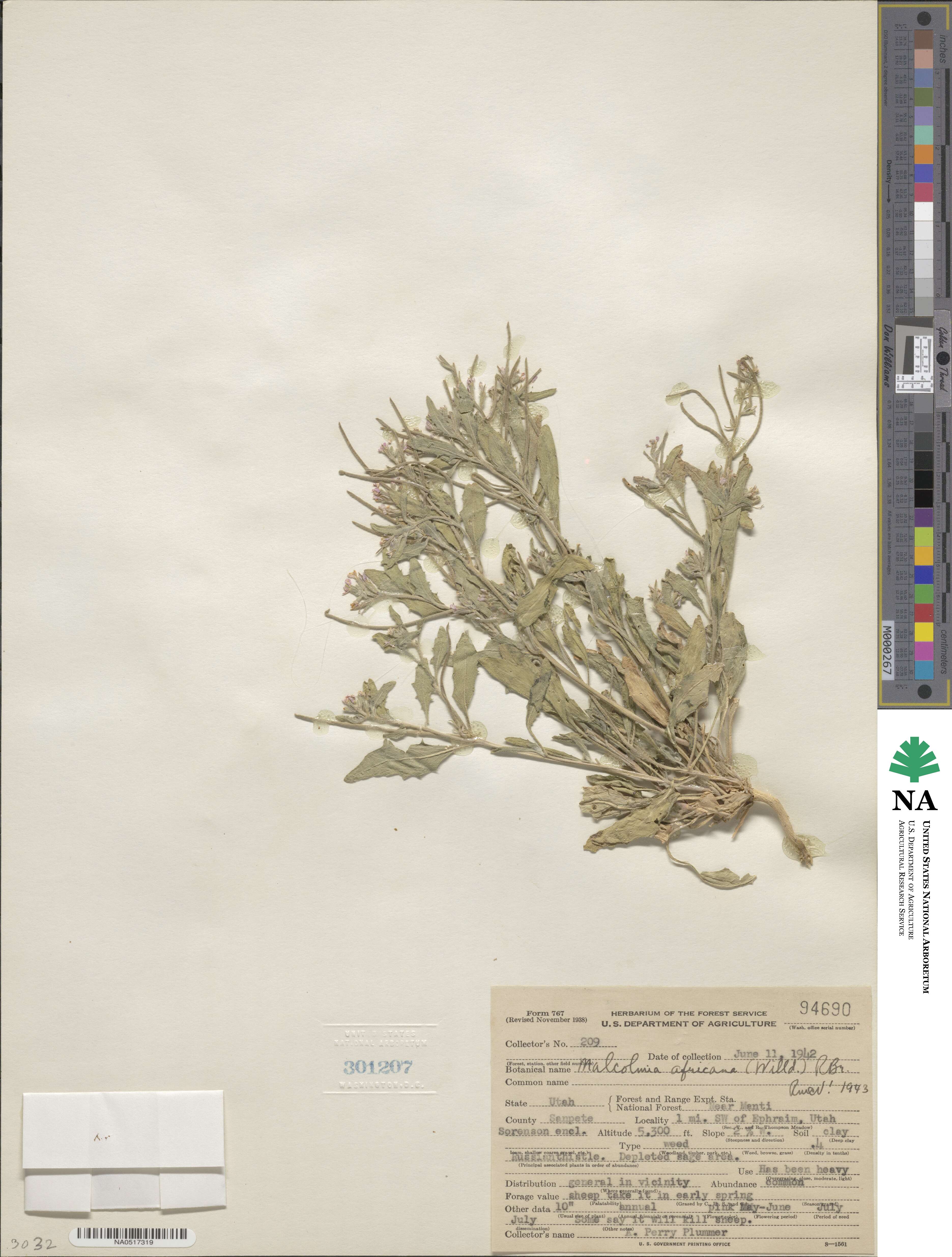 Strigosella africana image