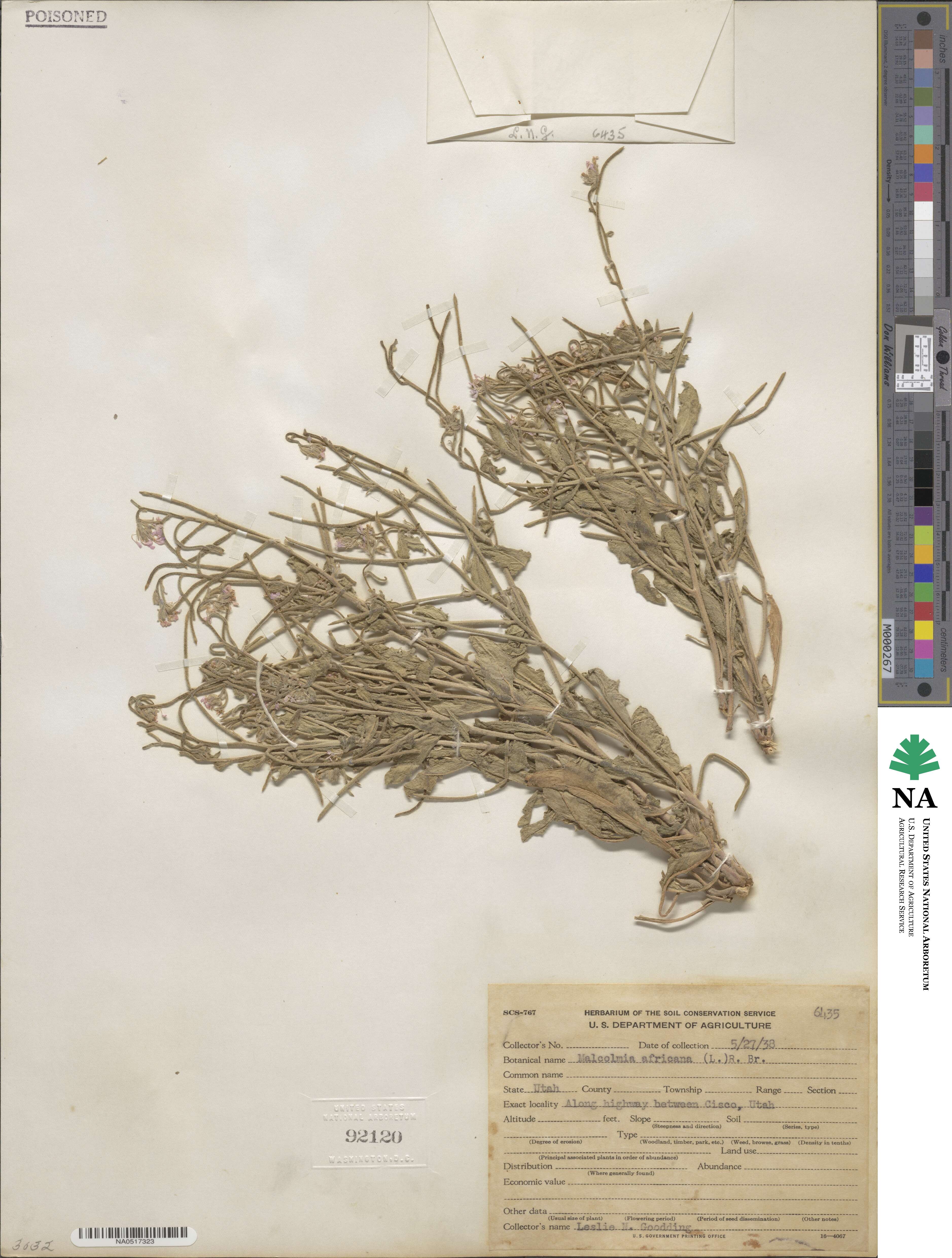 Strigosella image