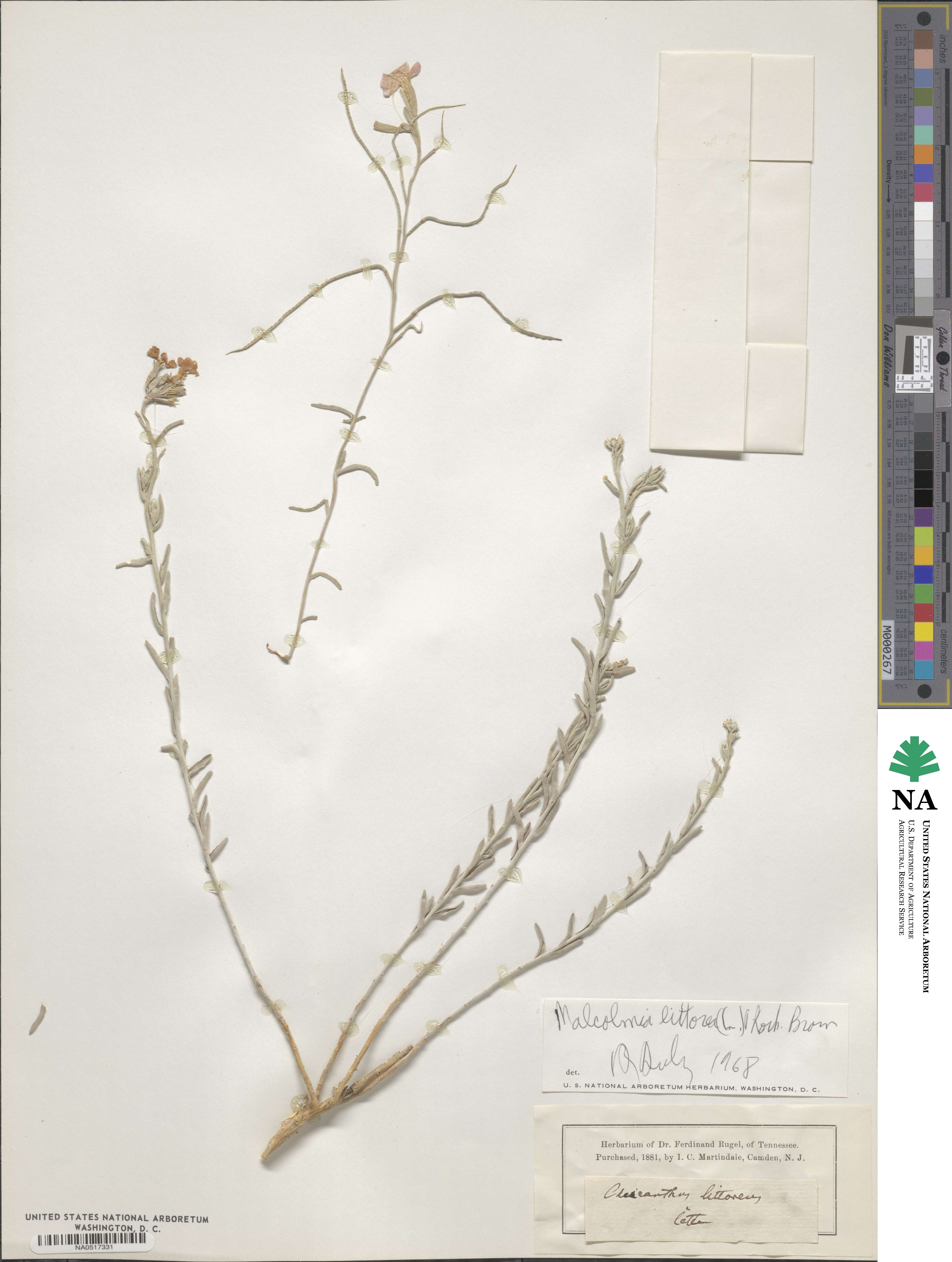 Marcus-Kochia littorea image