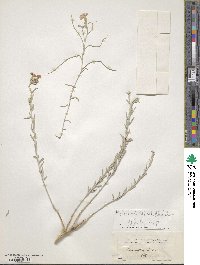 Marcus-Kochia littorea image