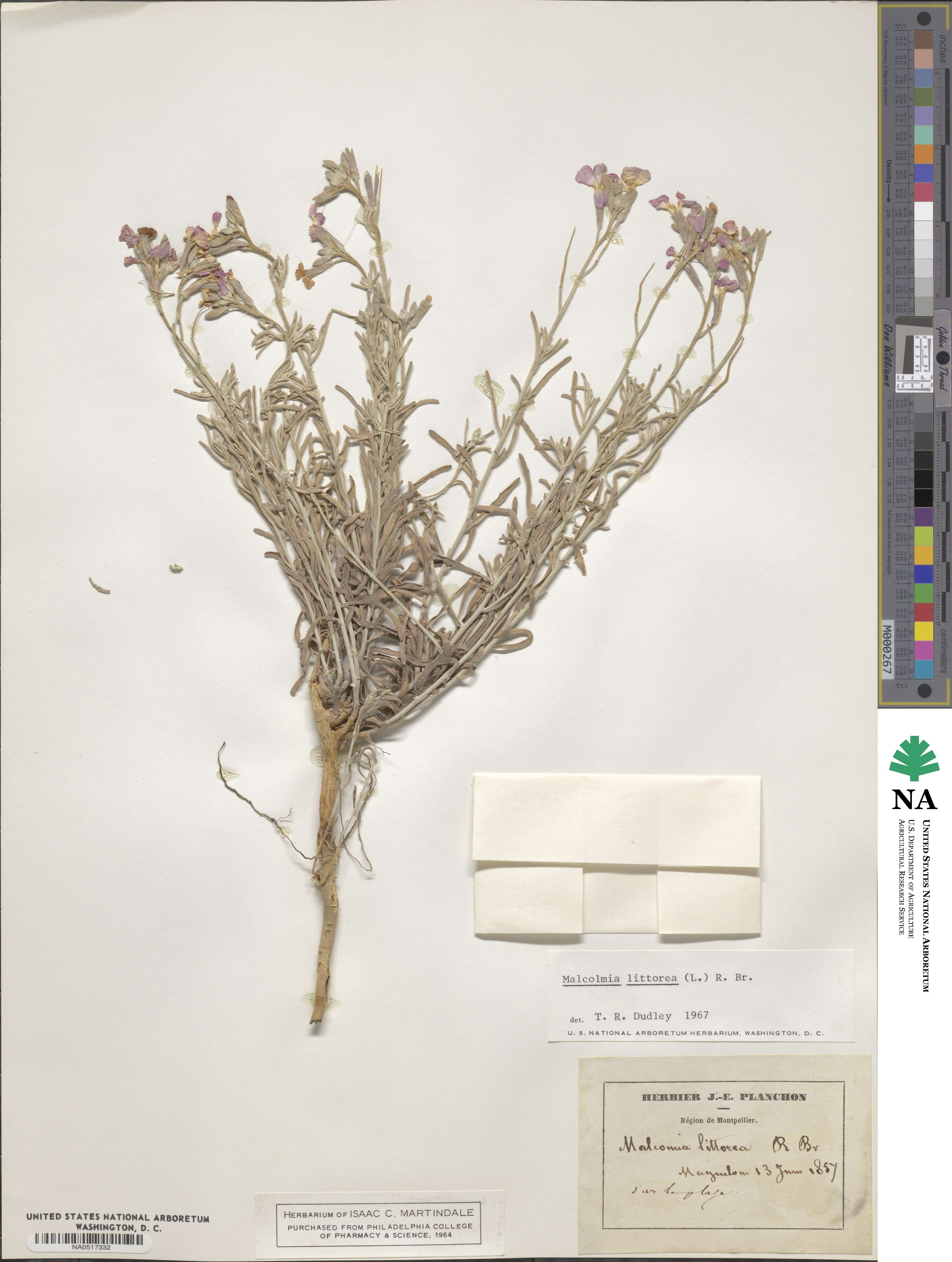 Marcus-Kochia littorea image