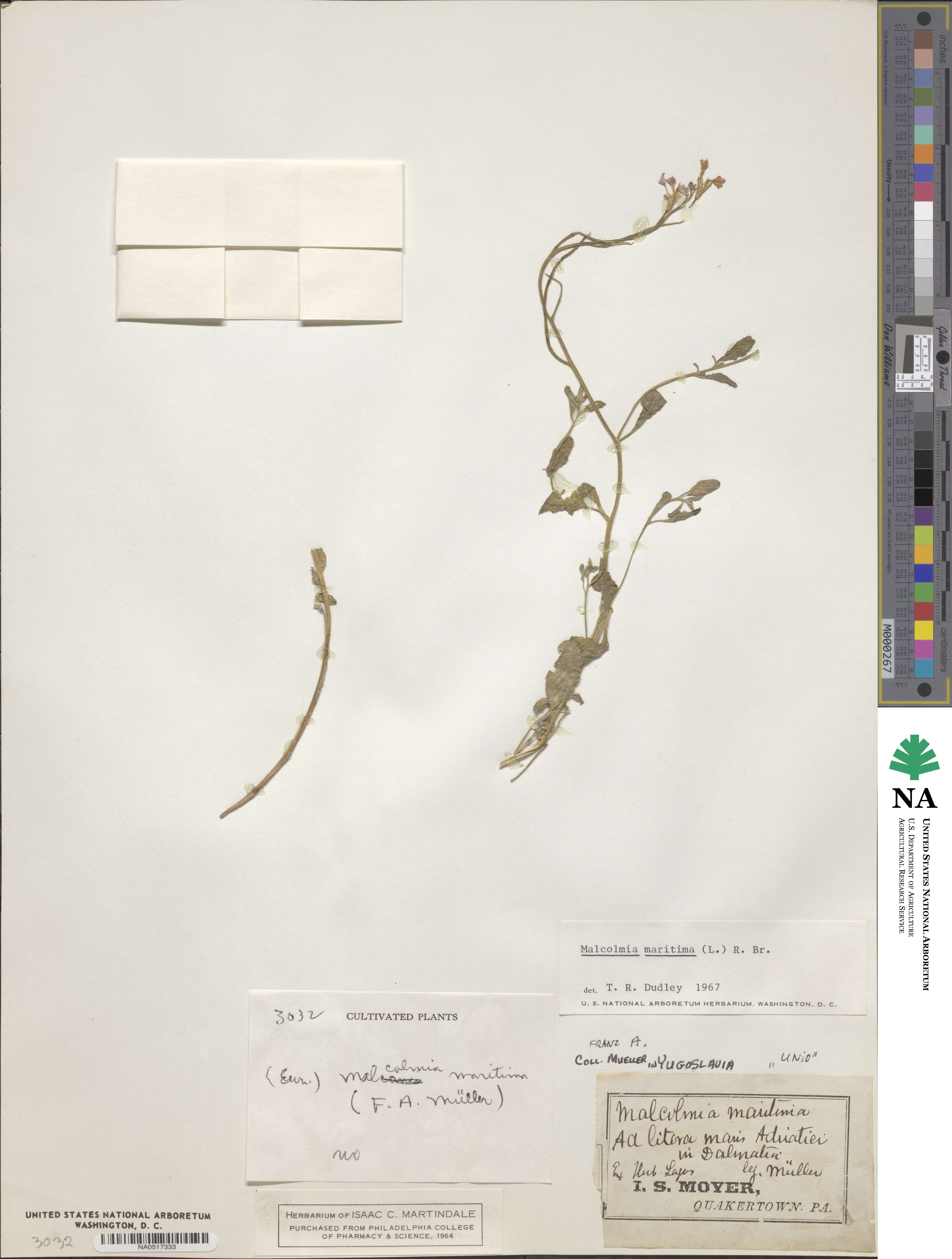Malcolmia maritima image