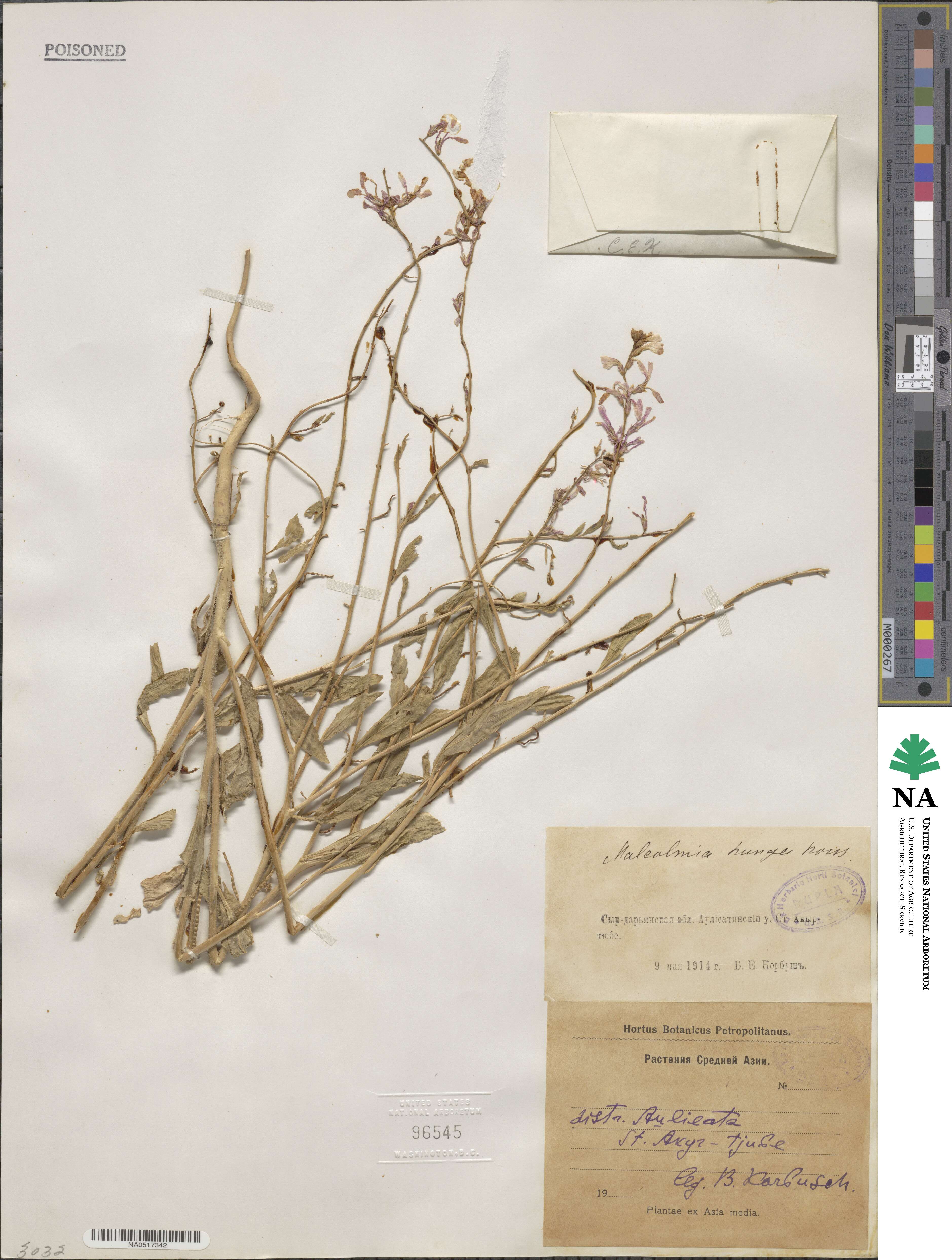 Strigosella grandiflora image