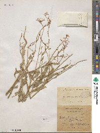 Strigosella grandiflora image