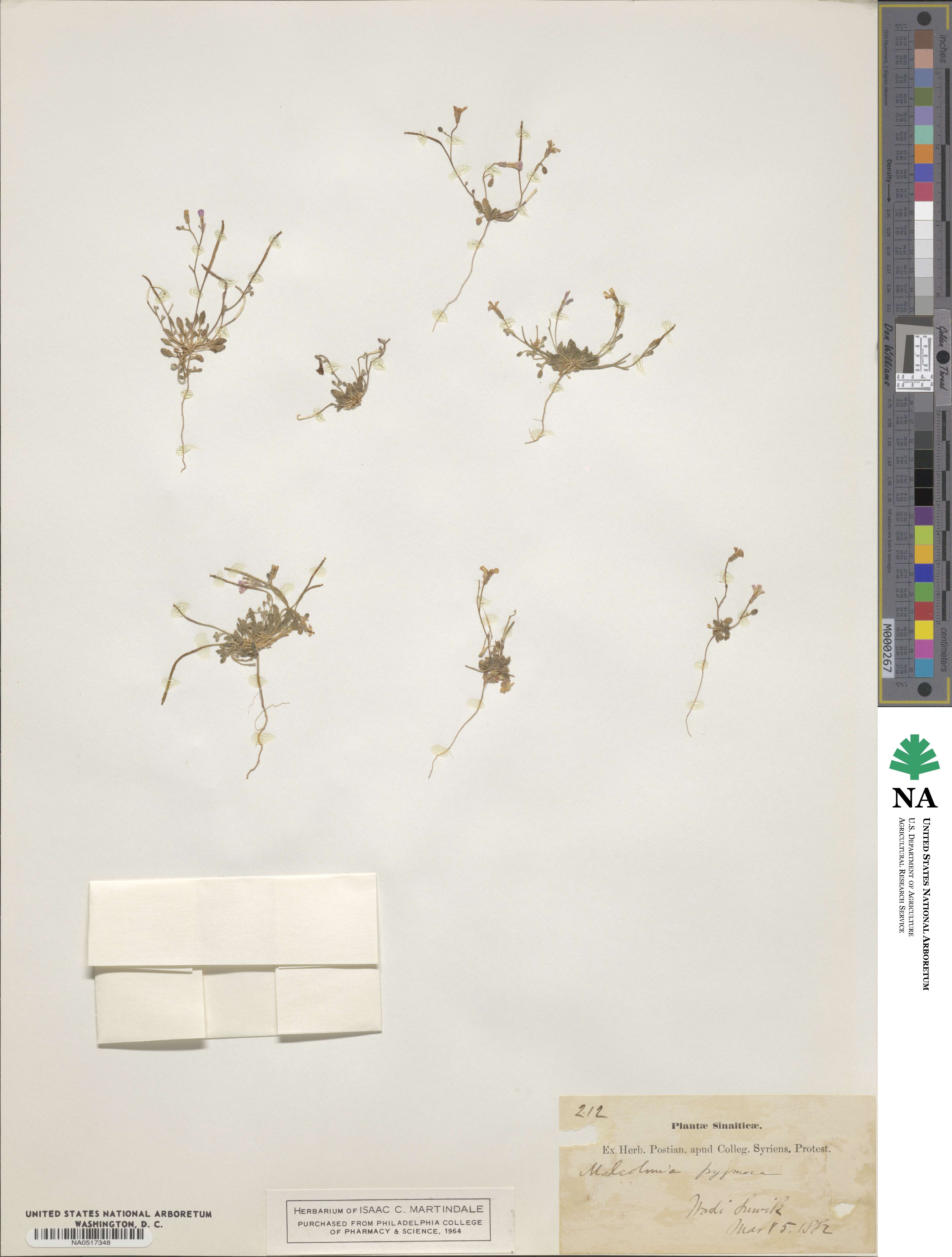 Maresia pygmaea image