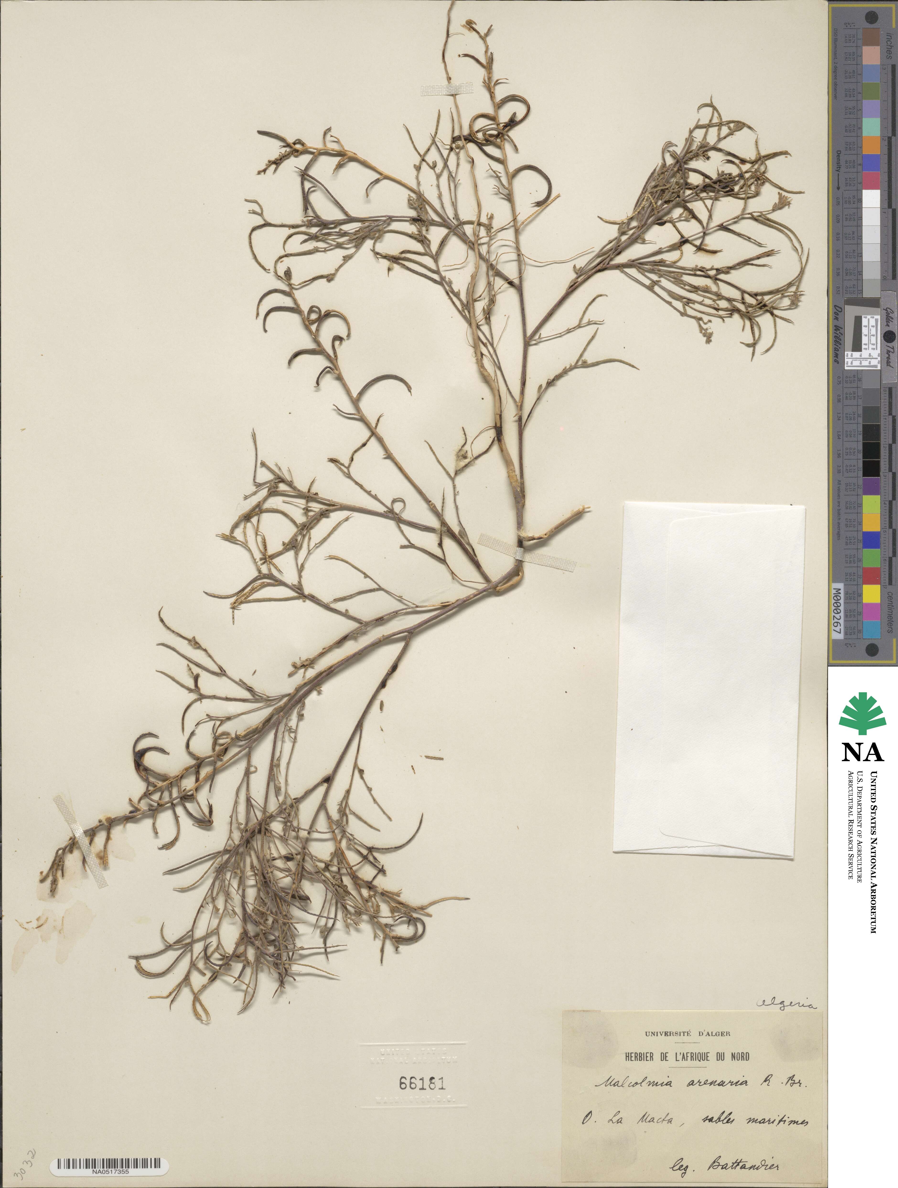 Marcus-Kochia arenaria image