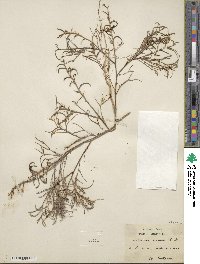Image of Marcus-kochia arenaria