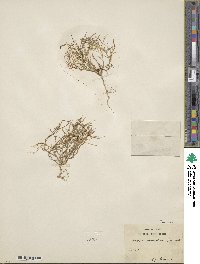 Image of Maresia doumetiana