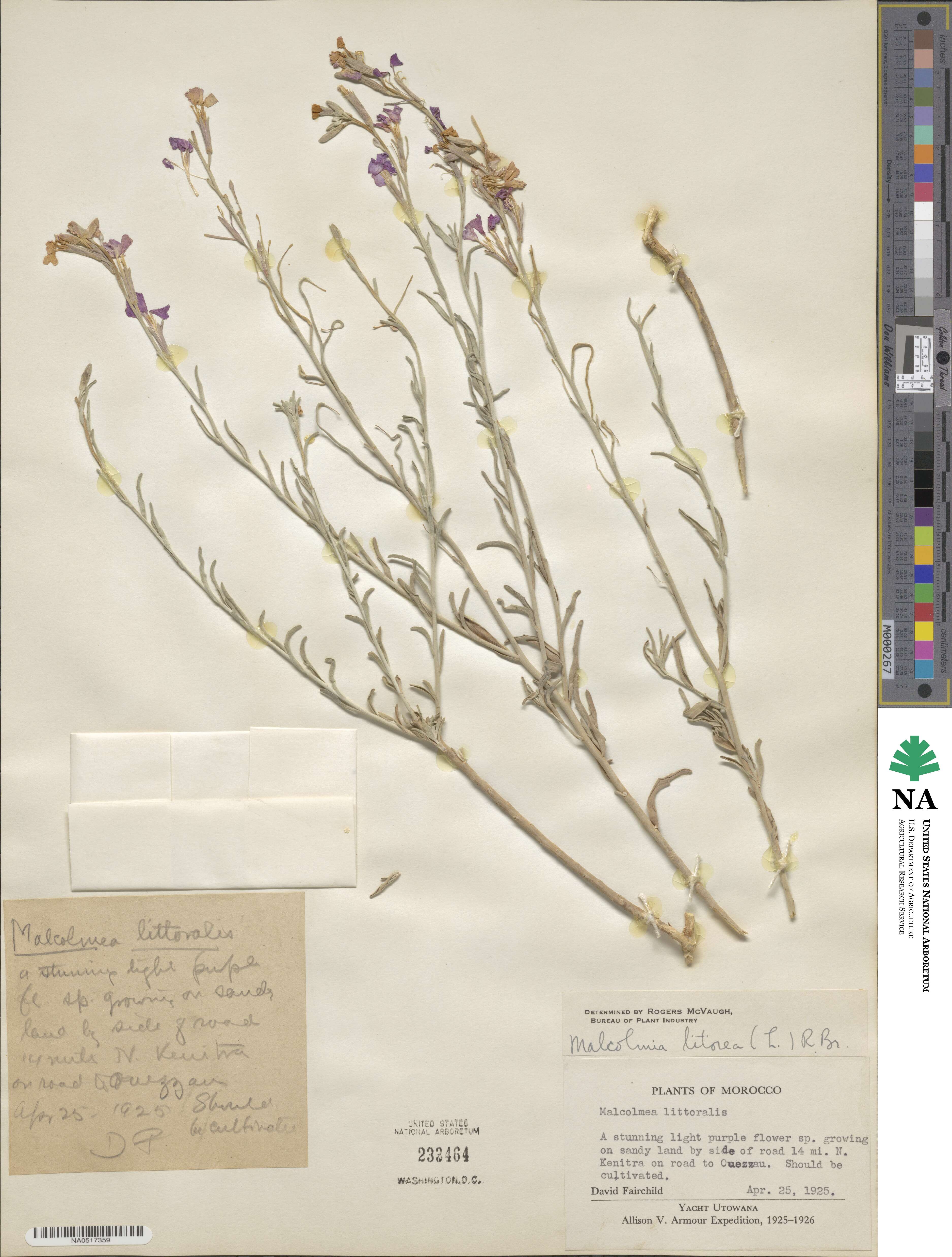 Marcus-Kochia littorea image