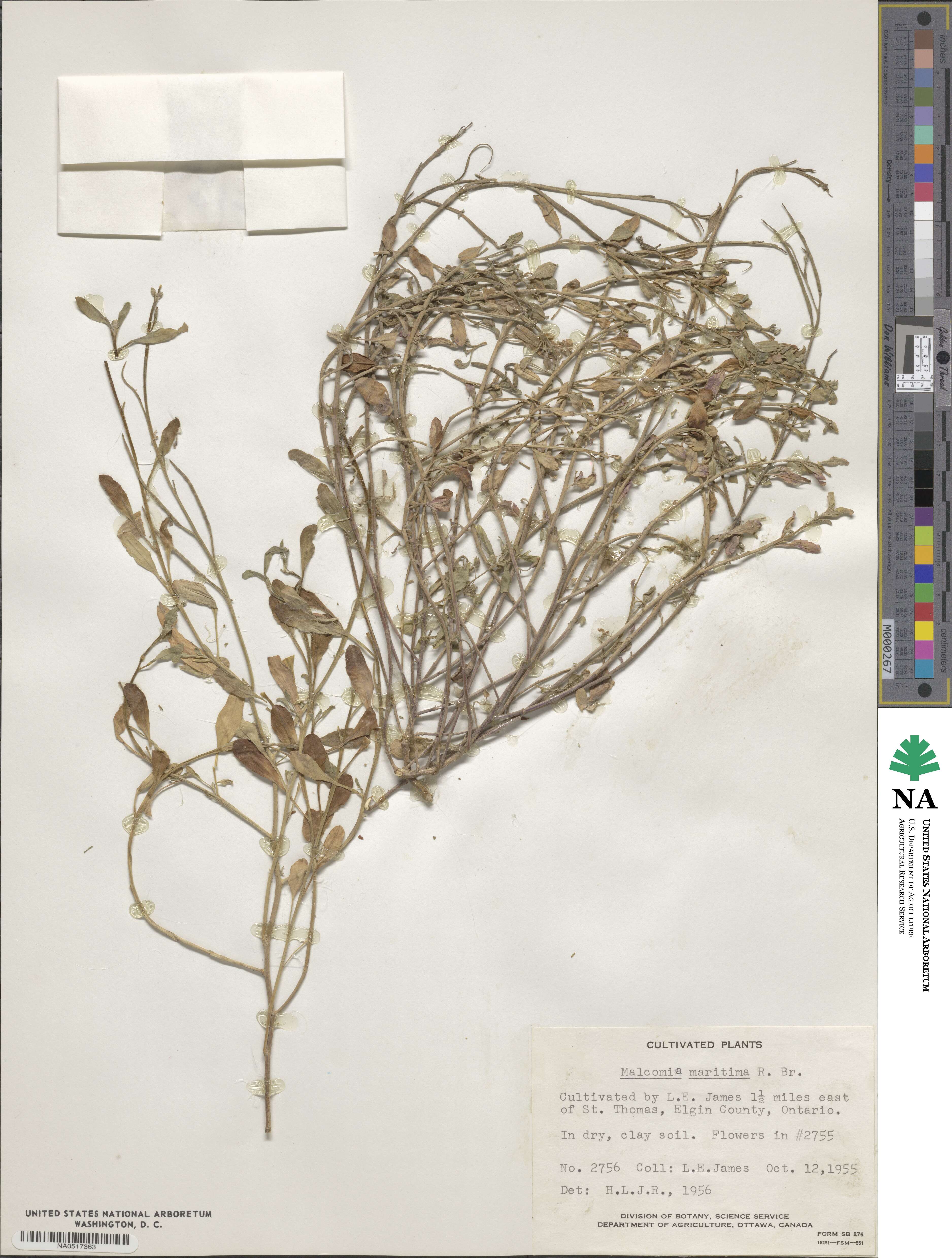 Malcolmia image
