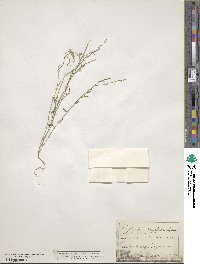 Malcolmia maritima image