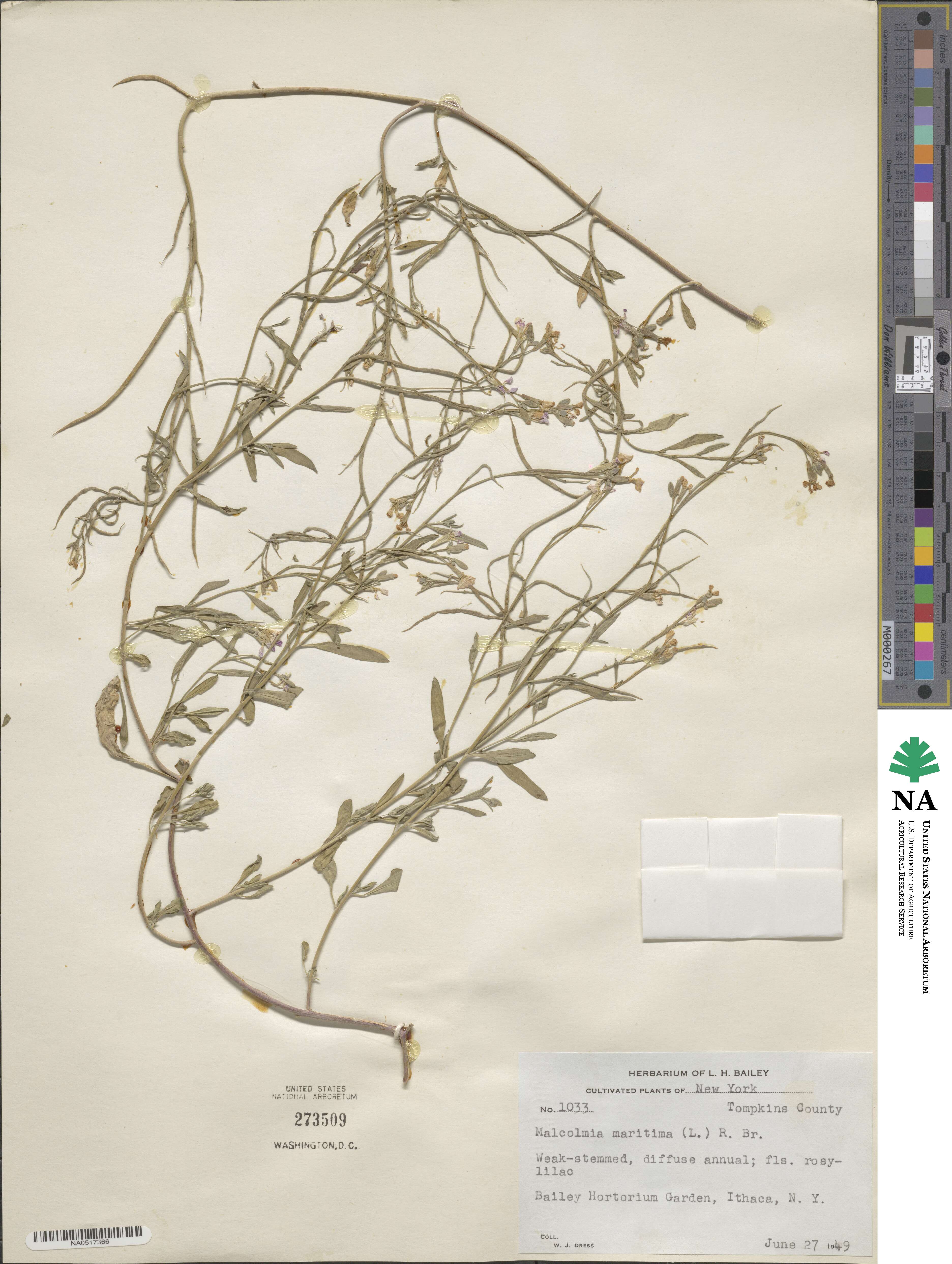 Malcolmia image