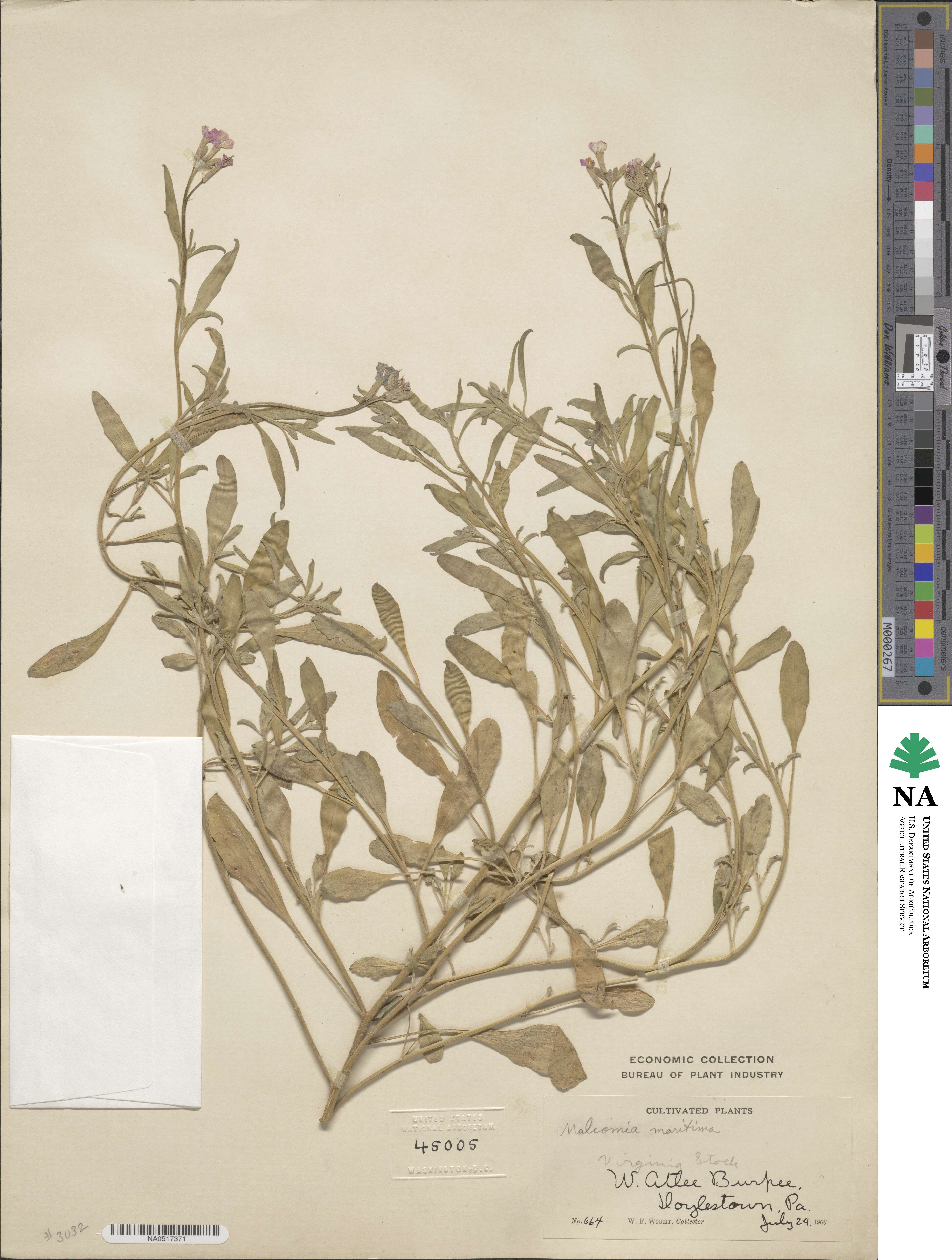 Malcolmia maritima image