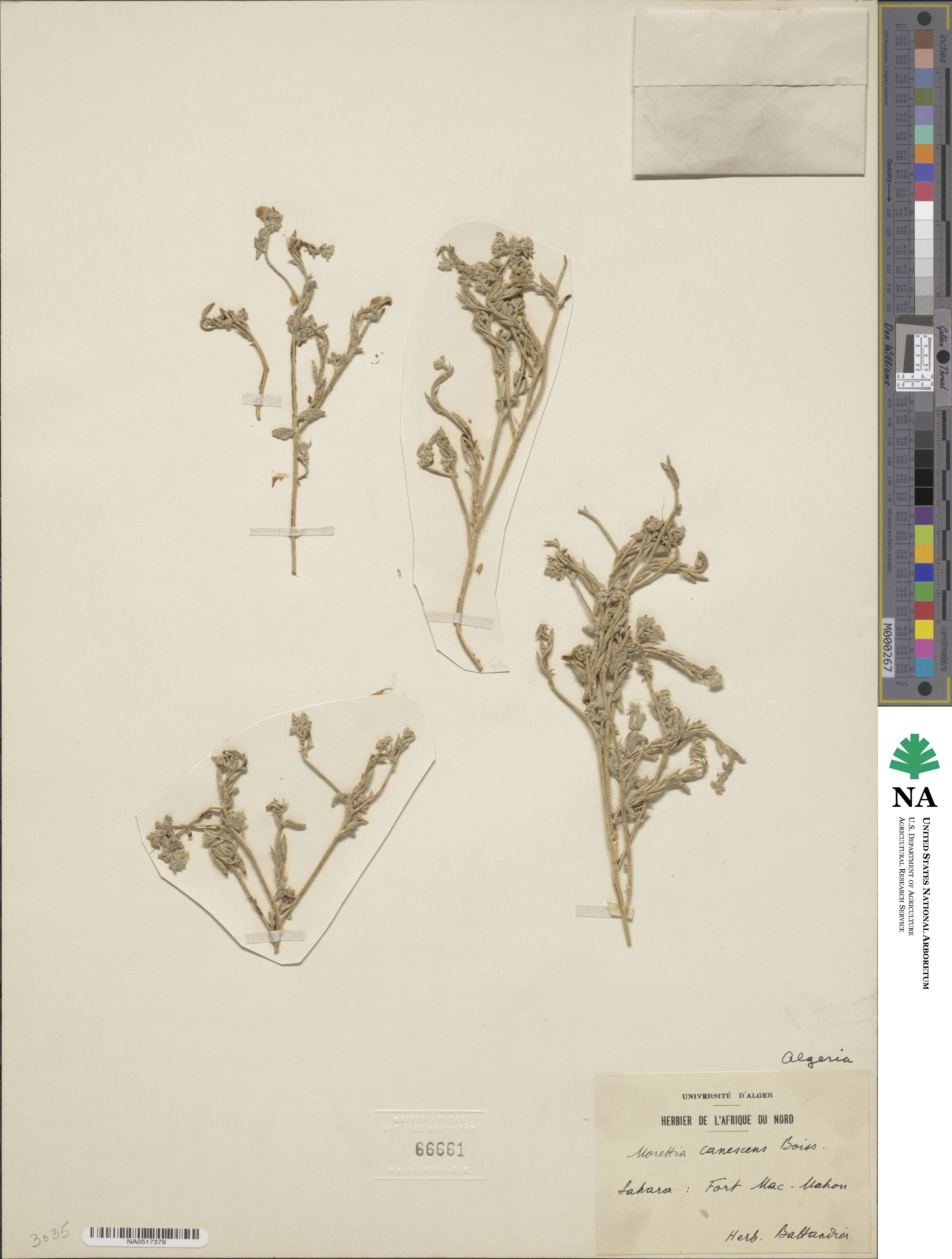 Morettia canescens image