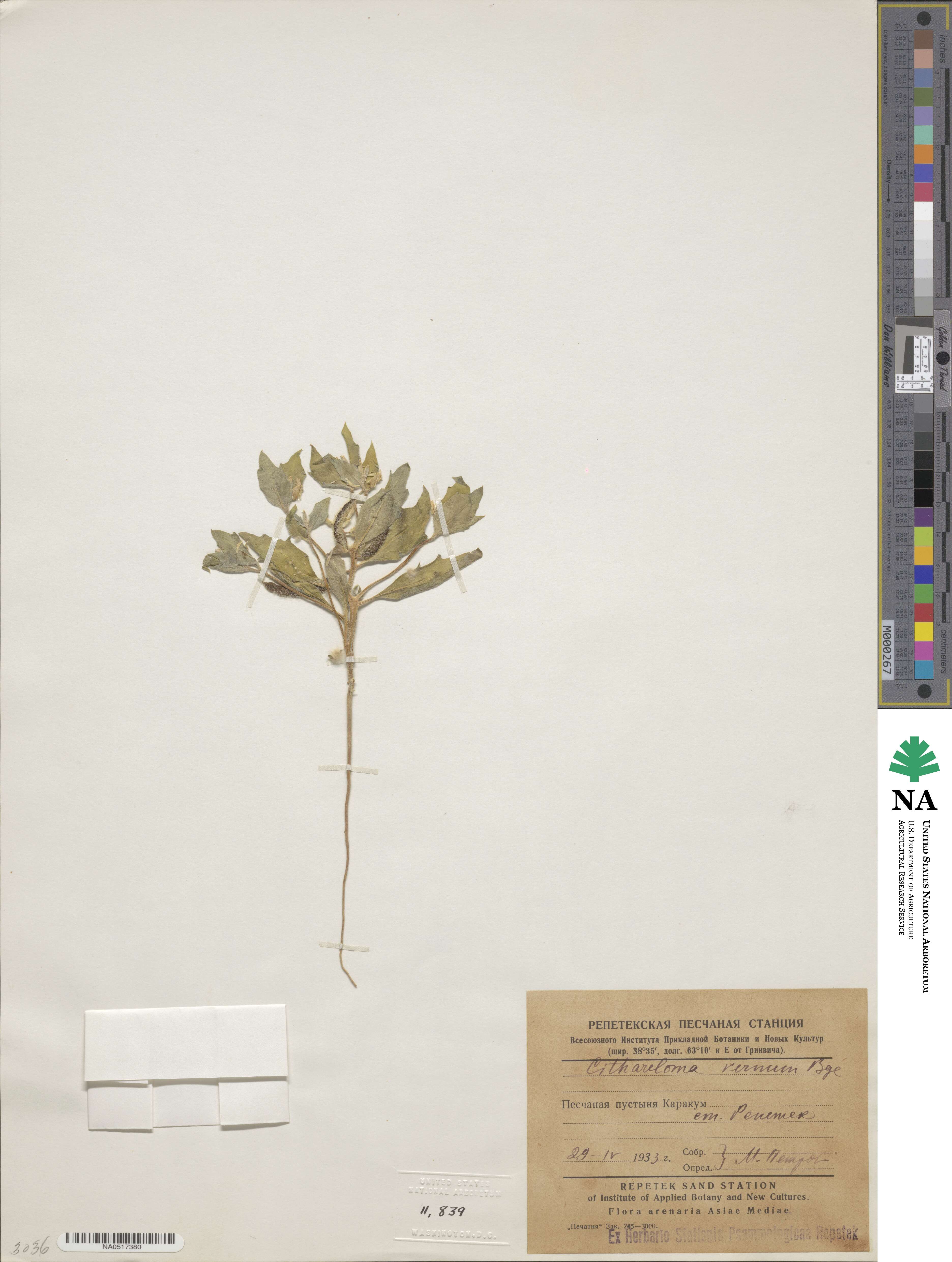 Cithareloma image