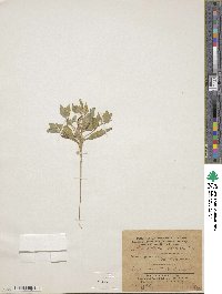 Image of Cithareloma vernum