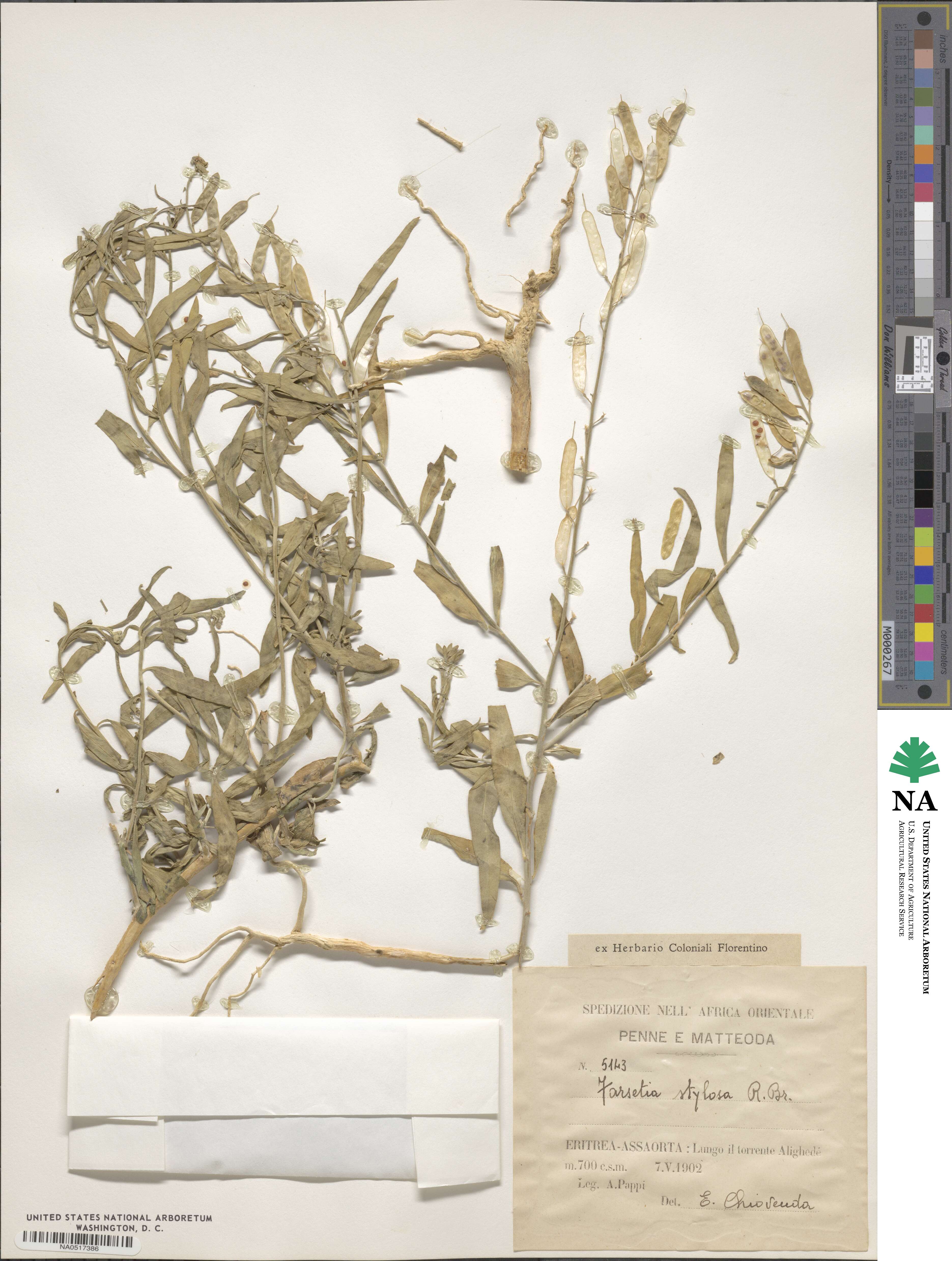 Farsetia stylosa image