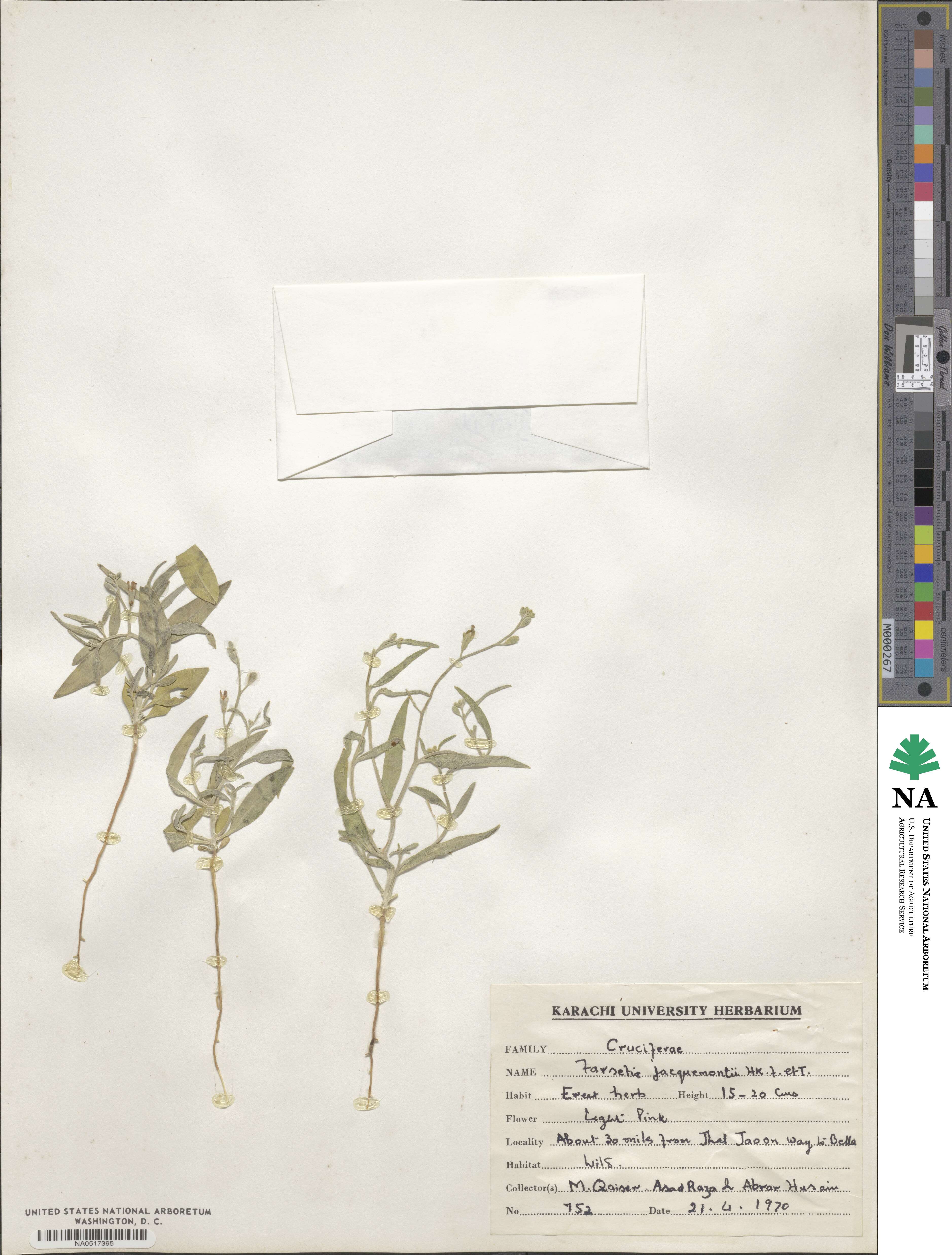 Farsetia jacquemontii image