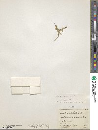 Euclidium syriacum image