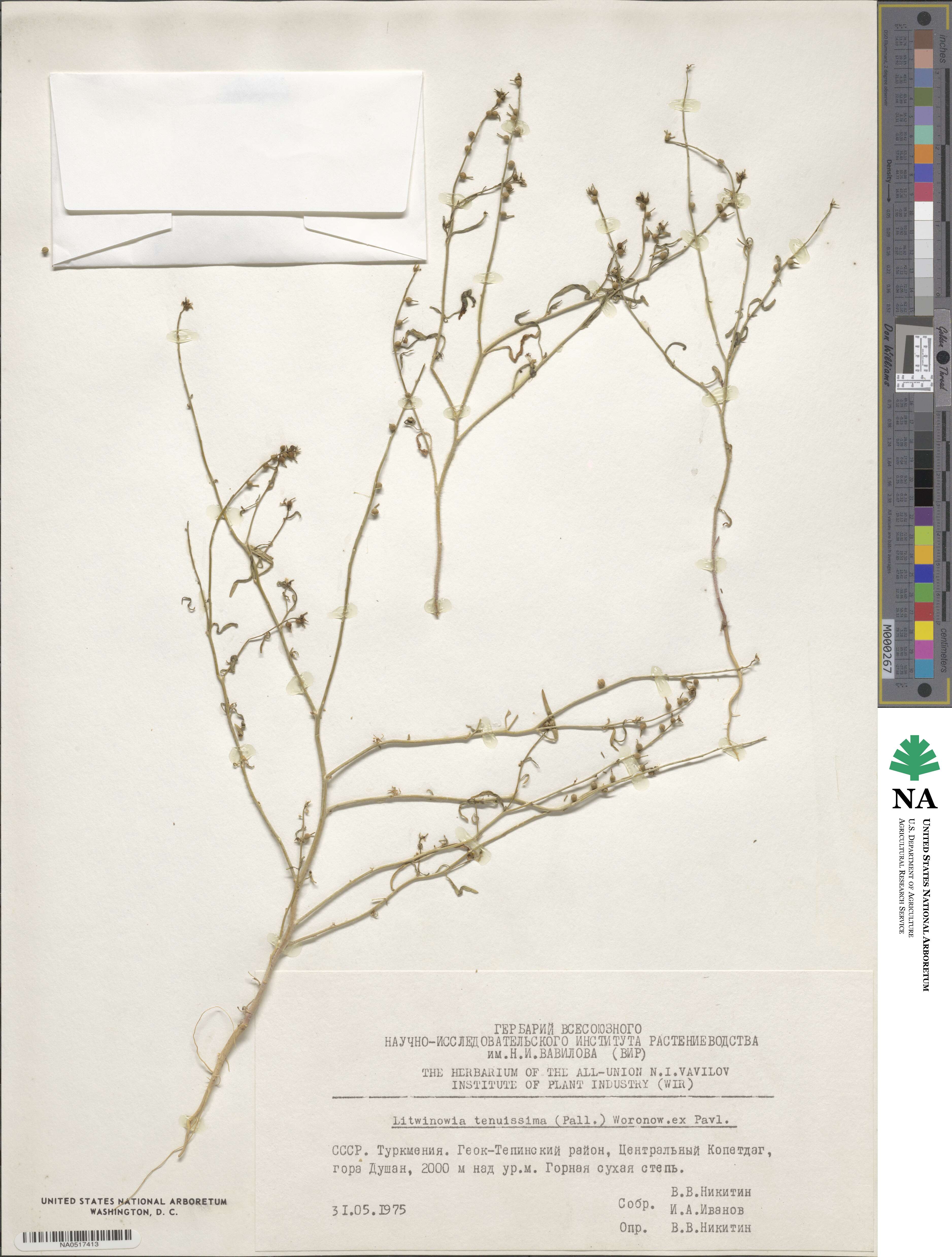 Litwinowia image