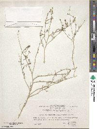 Image of Litwinowia tenuissima