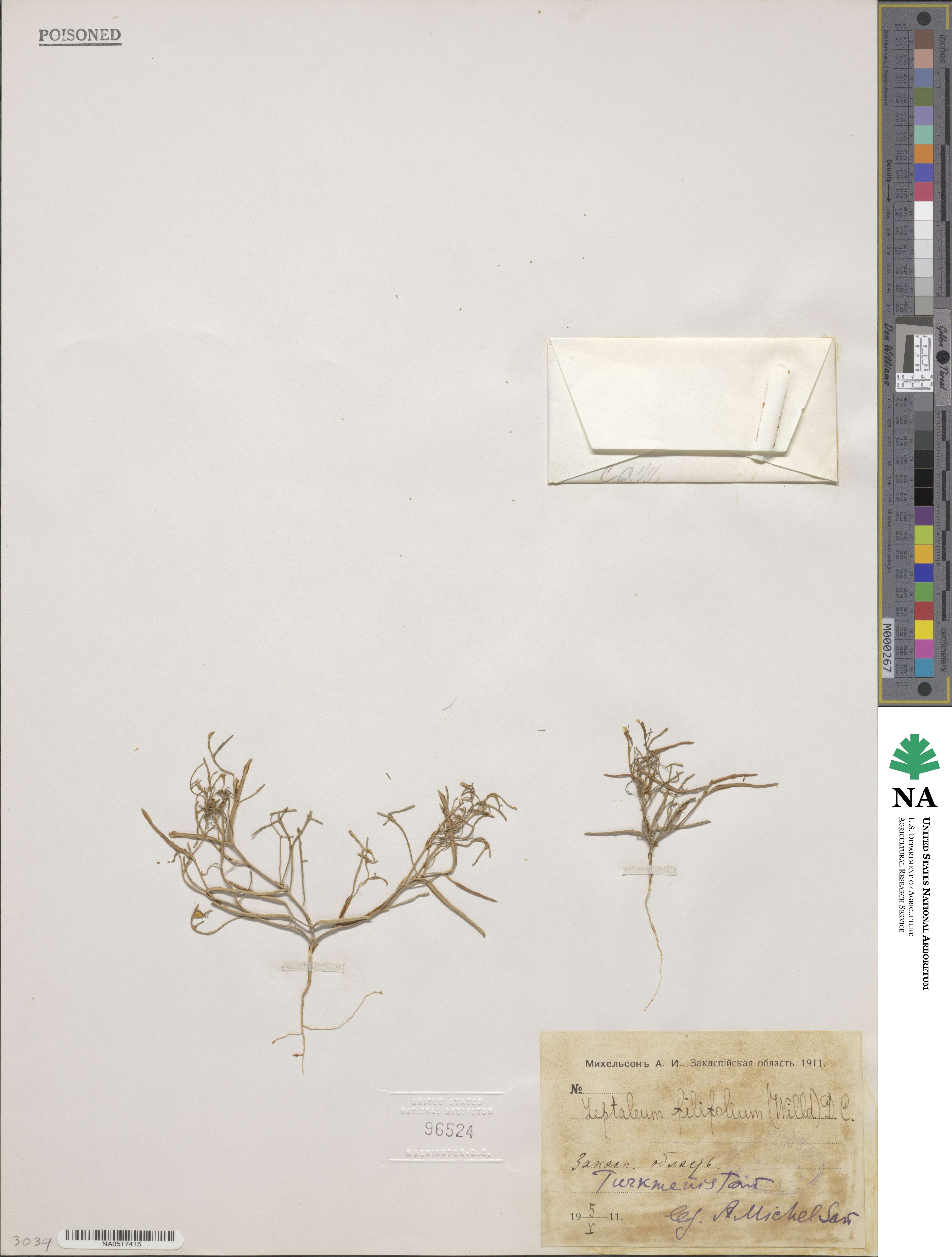 Leptaleum filifolium image