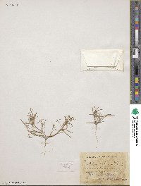 Leptaleum filifolium image