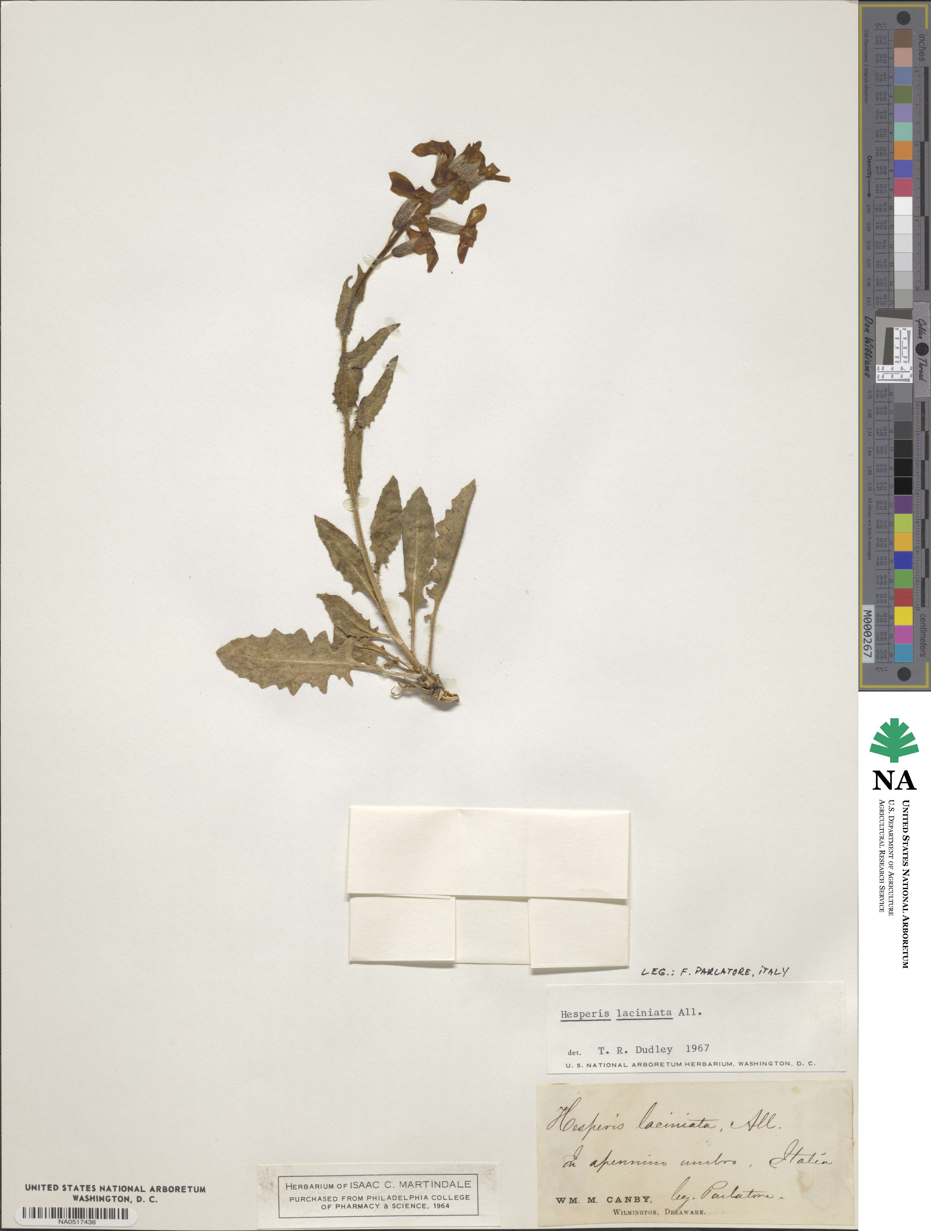 Hesperis laciniata image