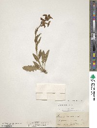 Image of Hesperis laciniata