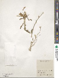 Image of Hesperis secundiflora