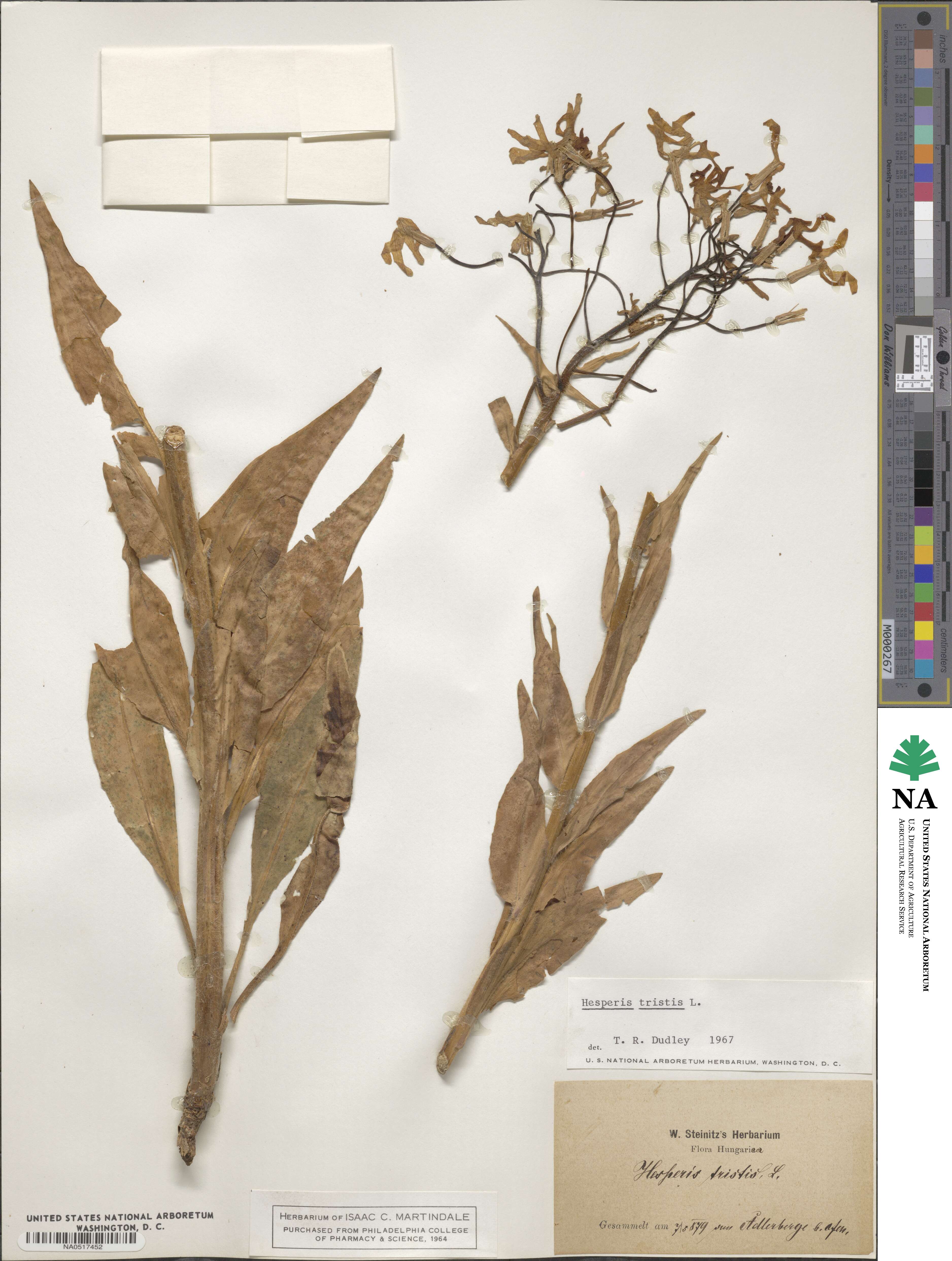 Hesperis tristis image