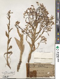 Hesperis tristis image