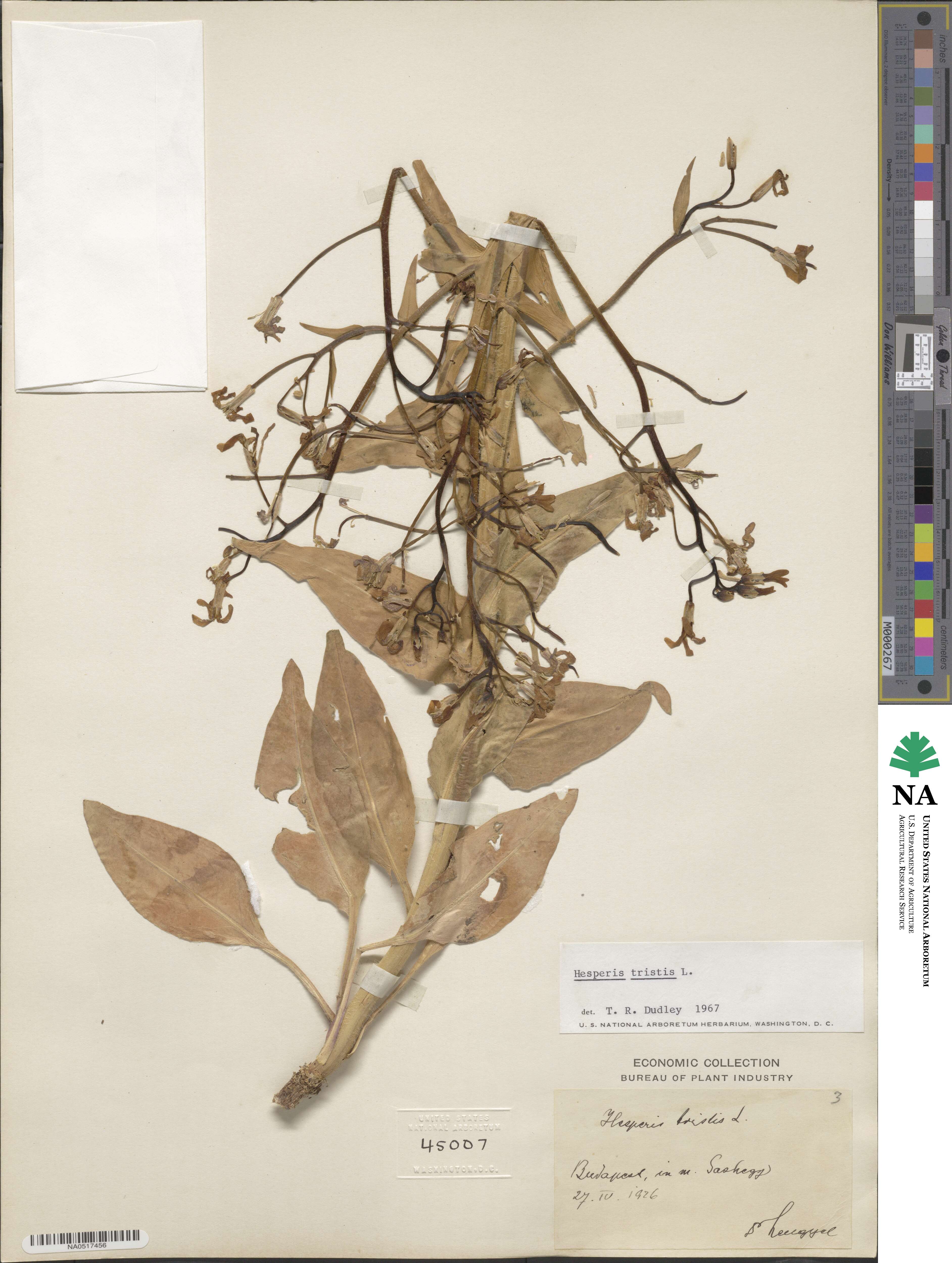 Hesperis image