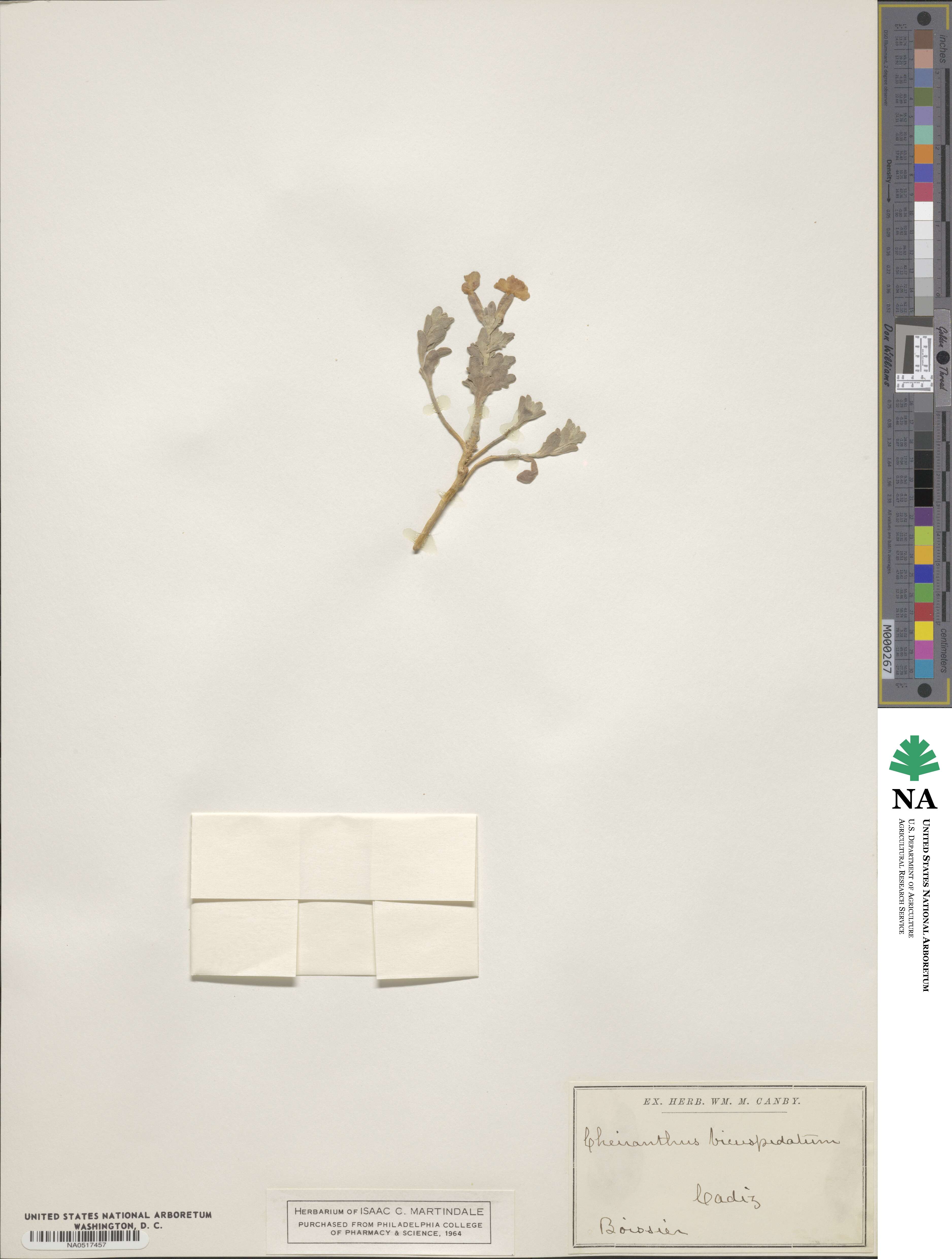 Hesperis bicuspidata image