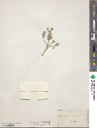 Image of Hesperis bicuspidata