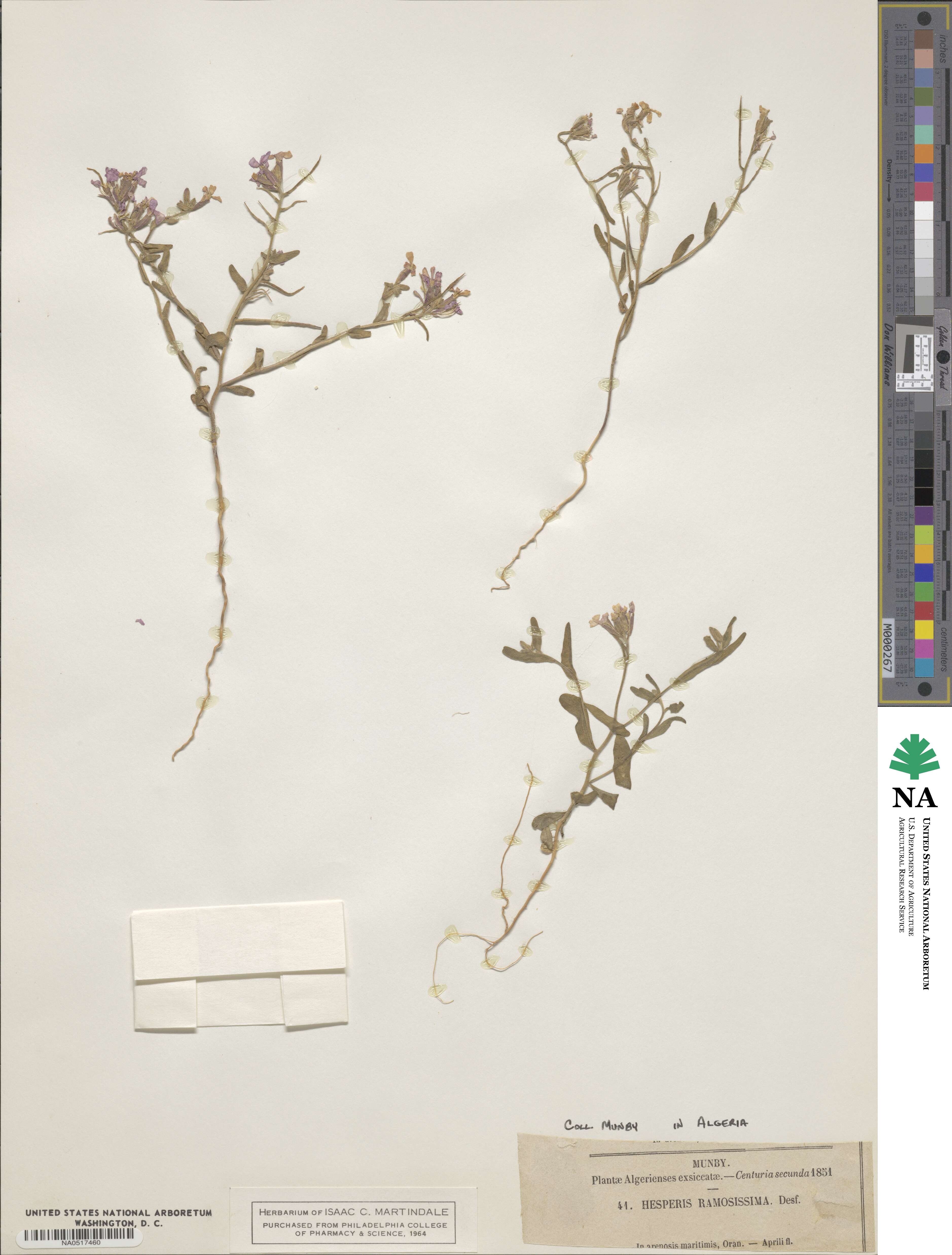 Marcus-Kochia ramosissima image