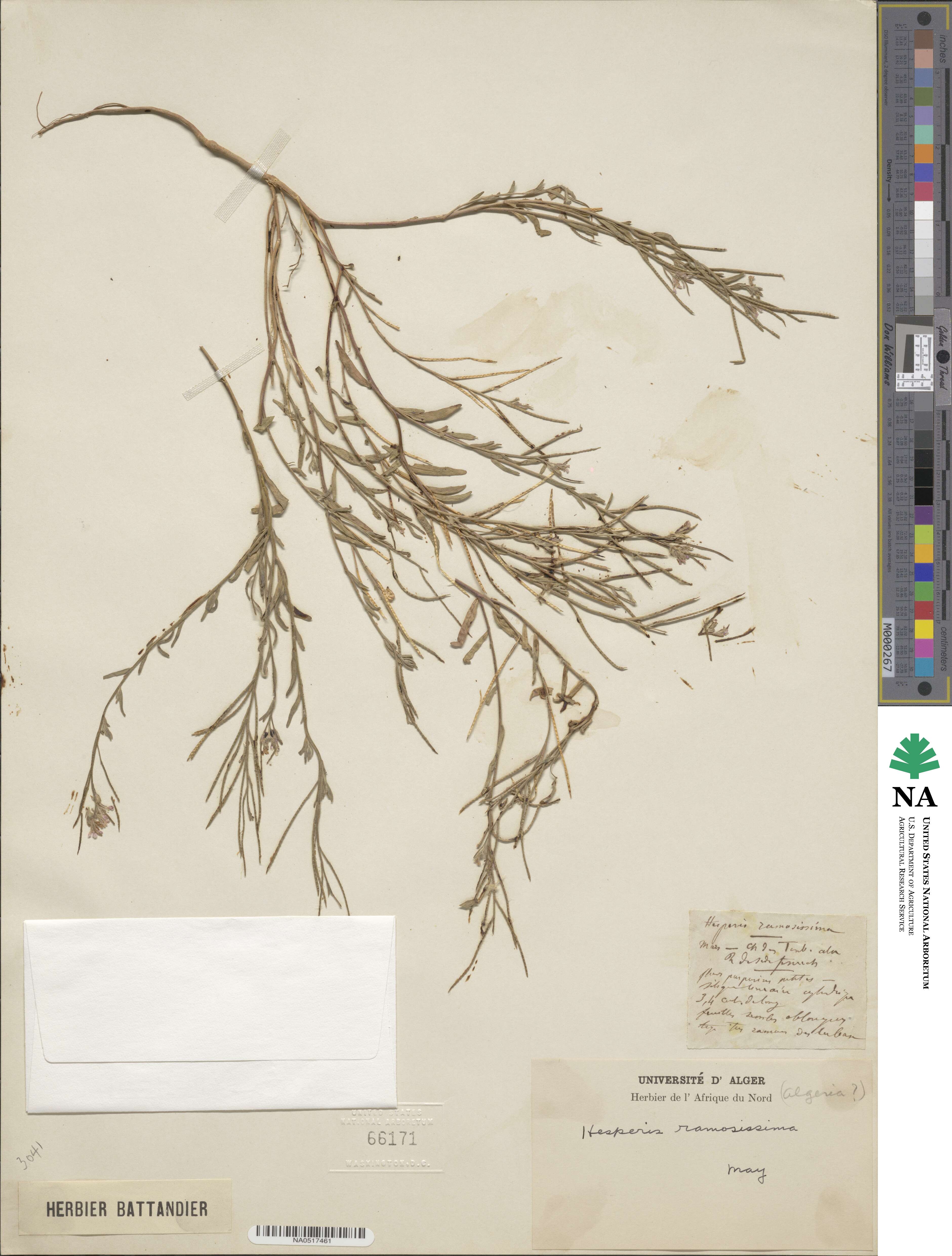 Marcus-Kochia ramosissima image