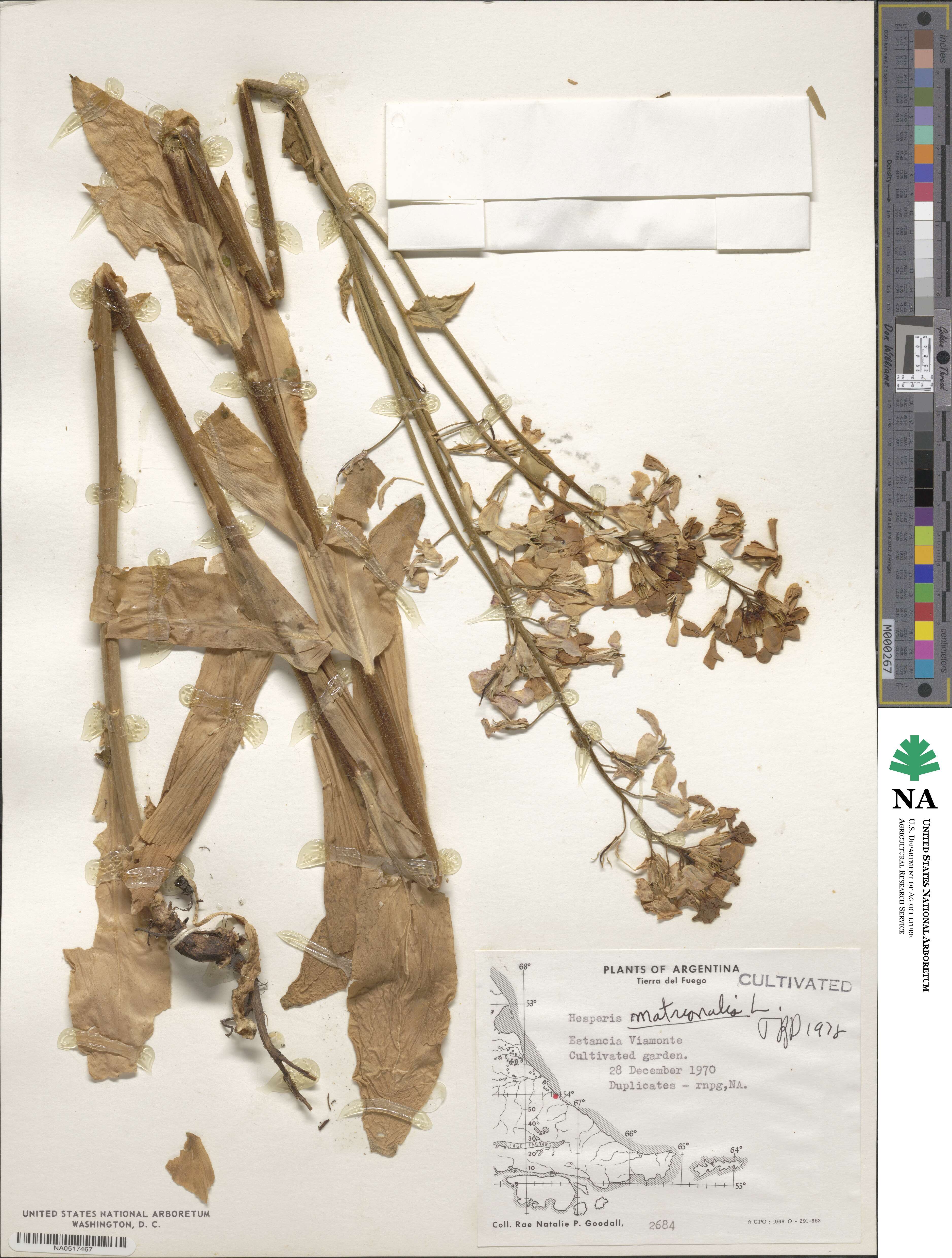Hesperis matronalis image