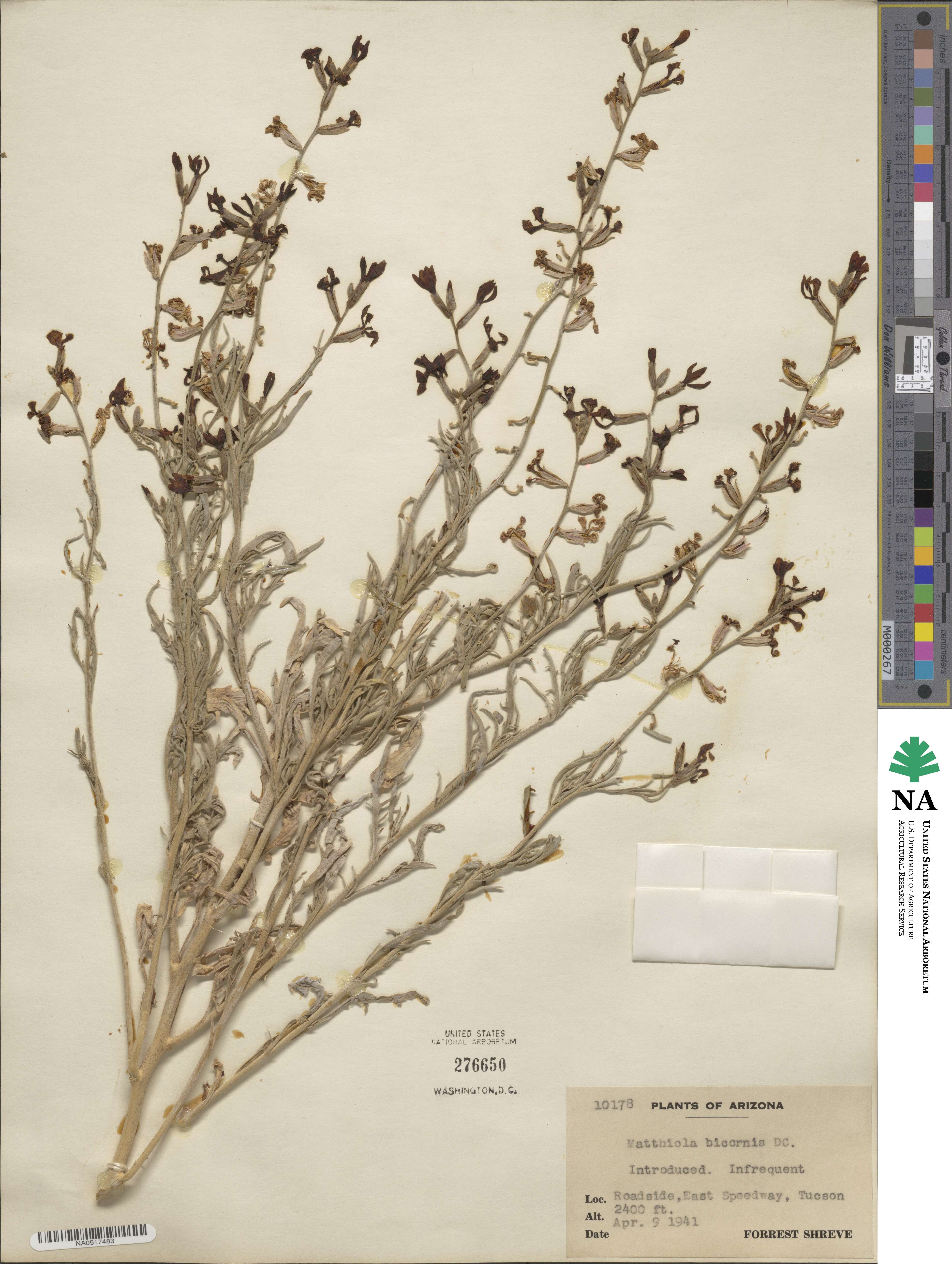 Matthiola bicornis image