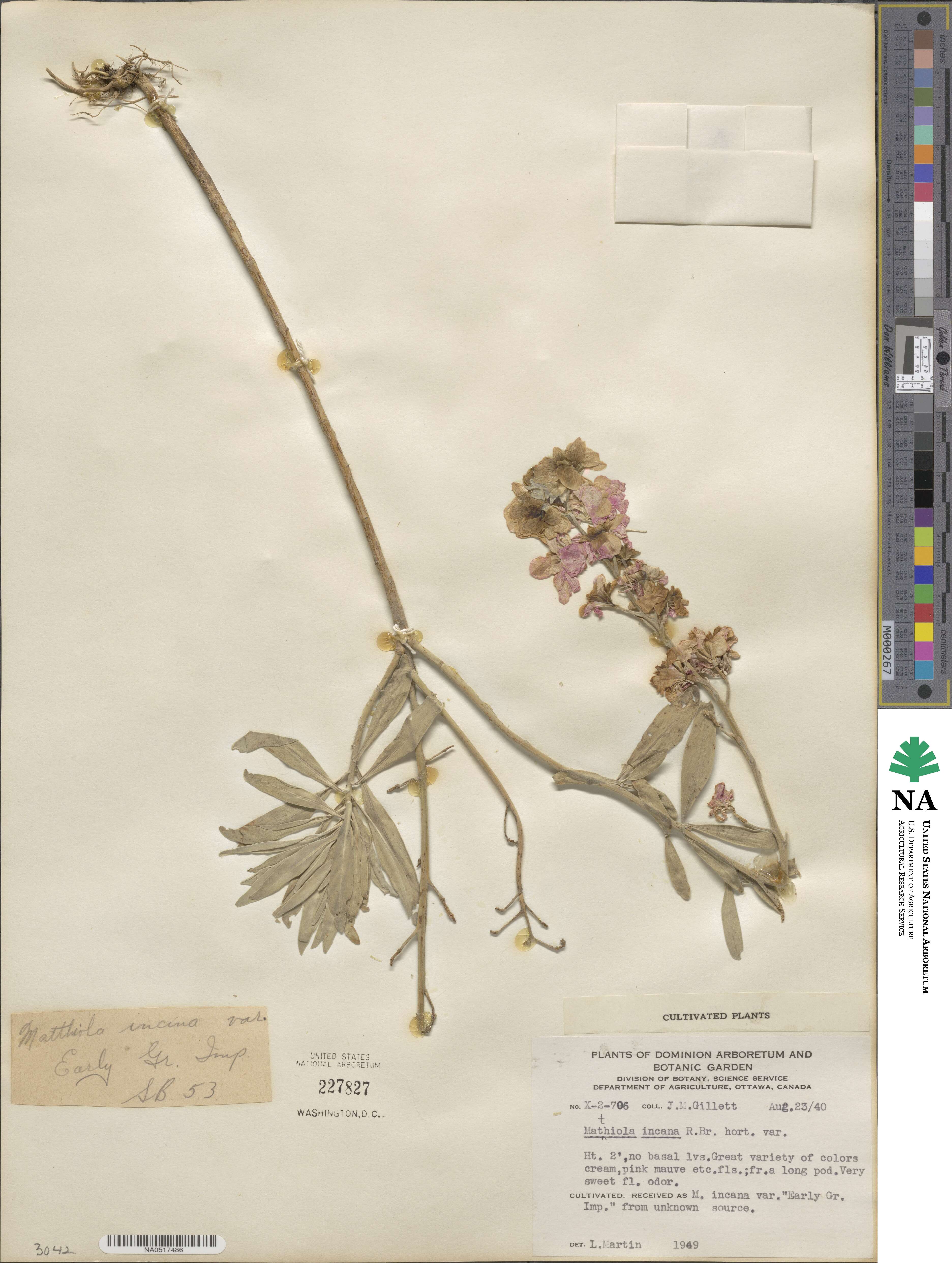 Matthiola incana image