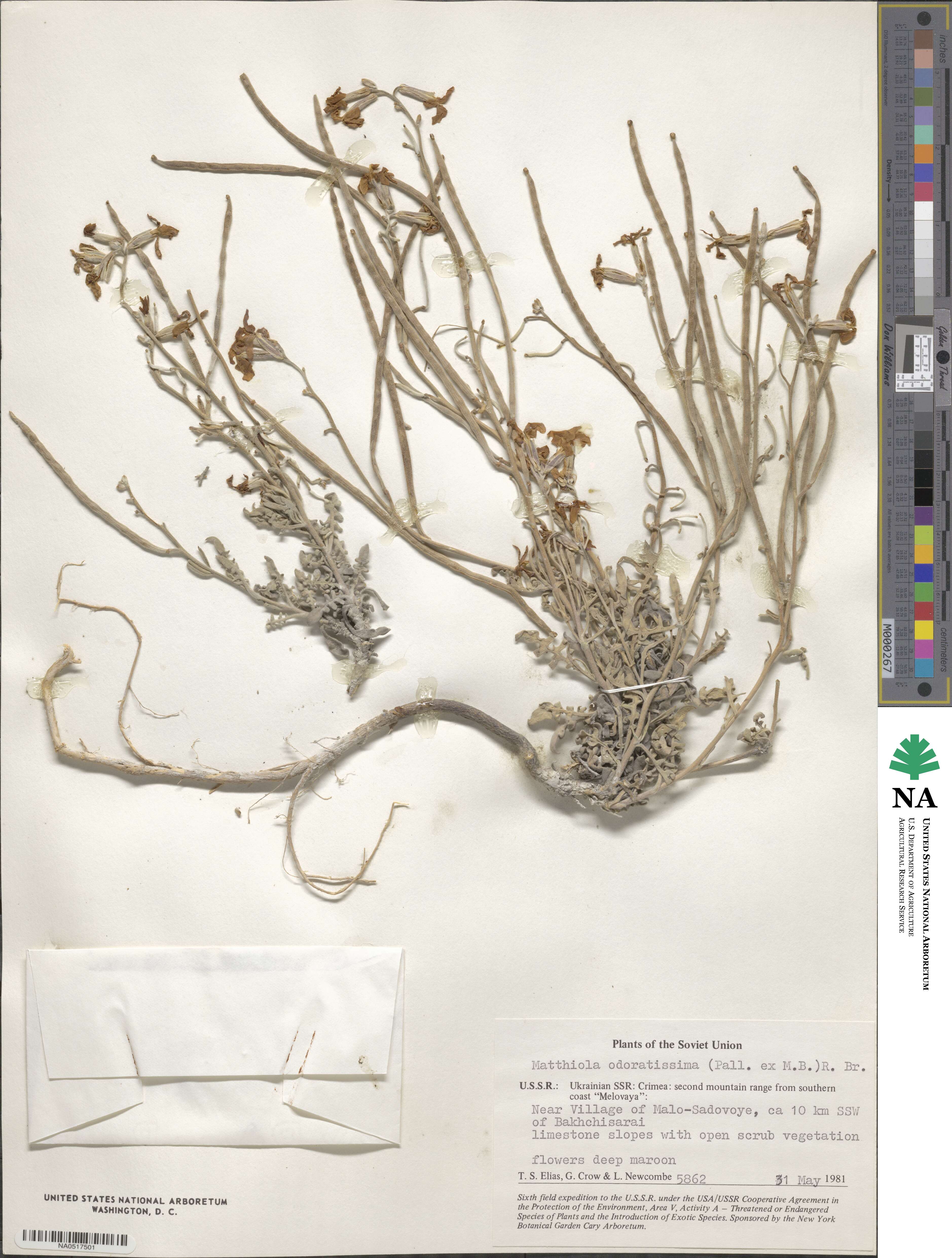 Matthiola odoratissima image