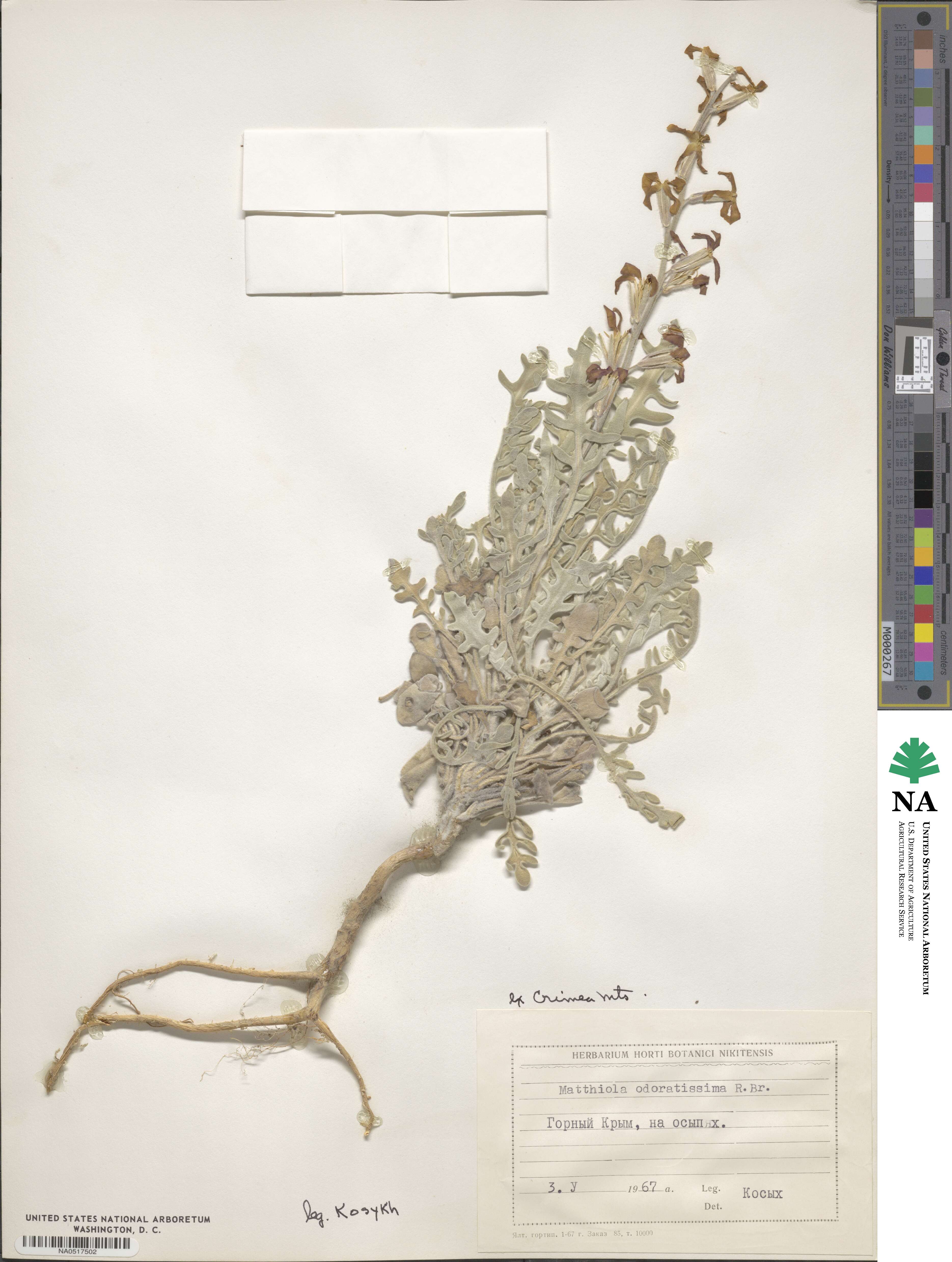 Matthiola odoratissima image
